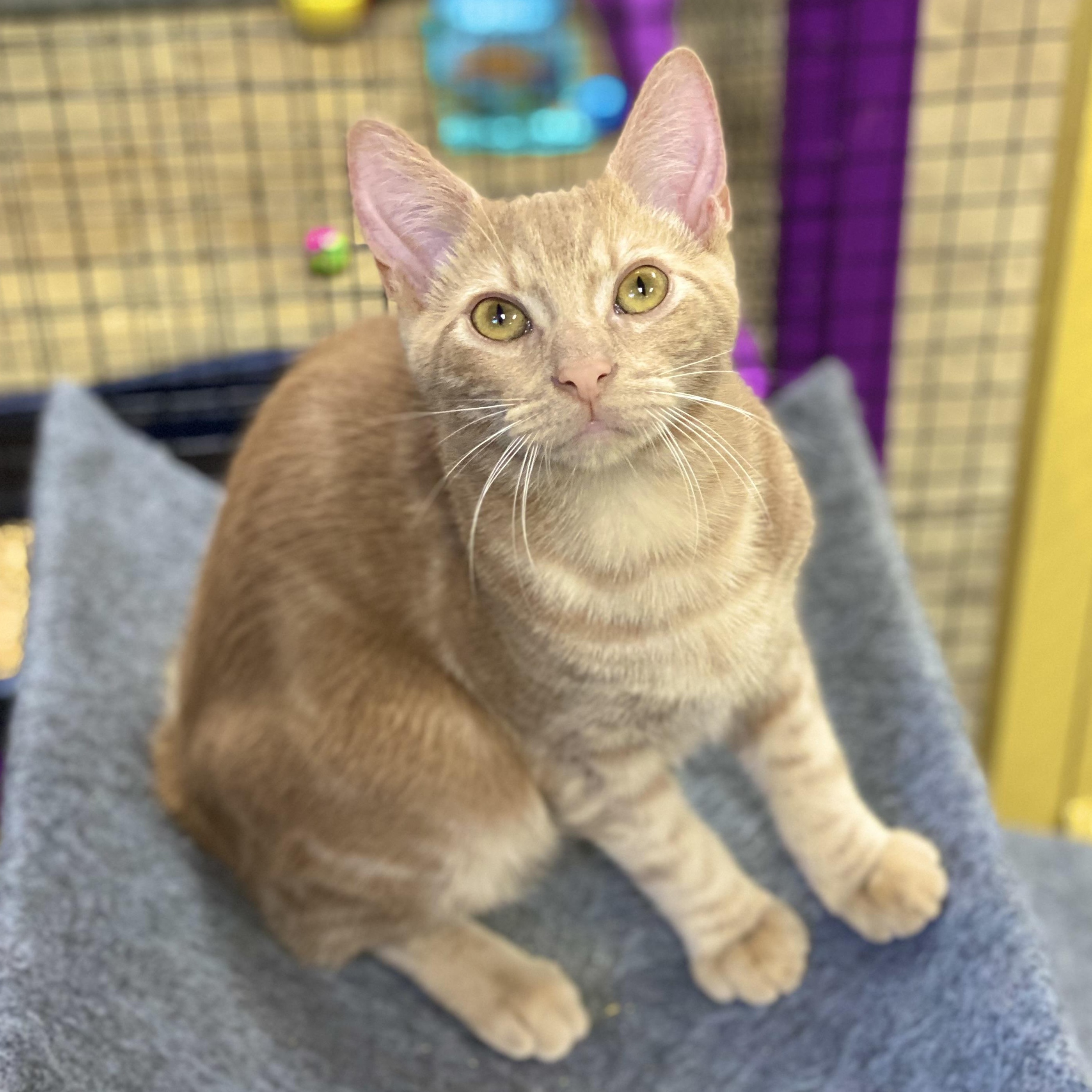 Groot, a Adoptable Domestic Short Hair in Collierville, TN image 6/11