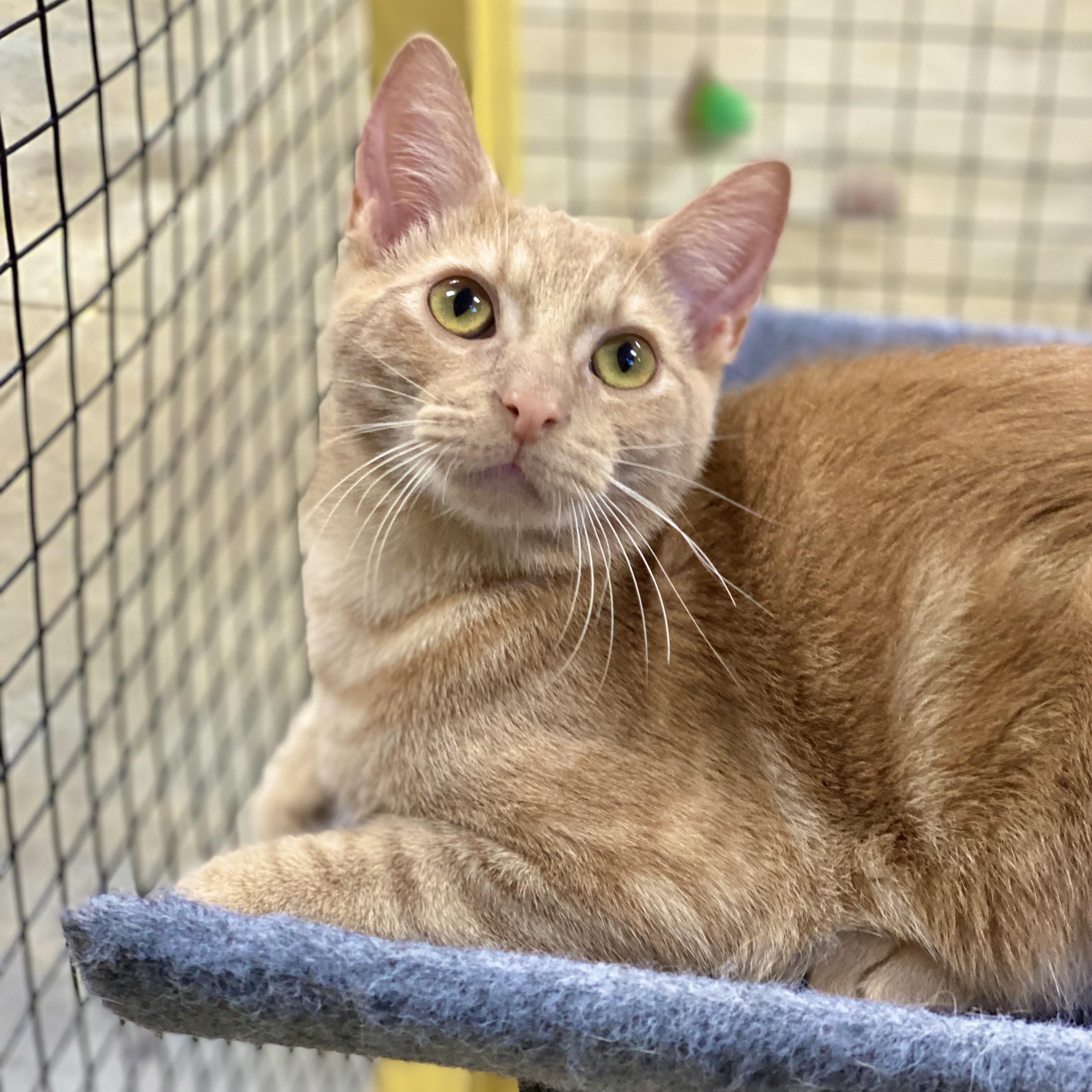 Enlarge Groot, a Adoptable Domestic Short Hair in Collierville, TN image 11/11