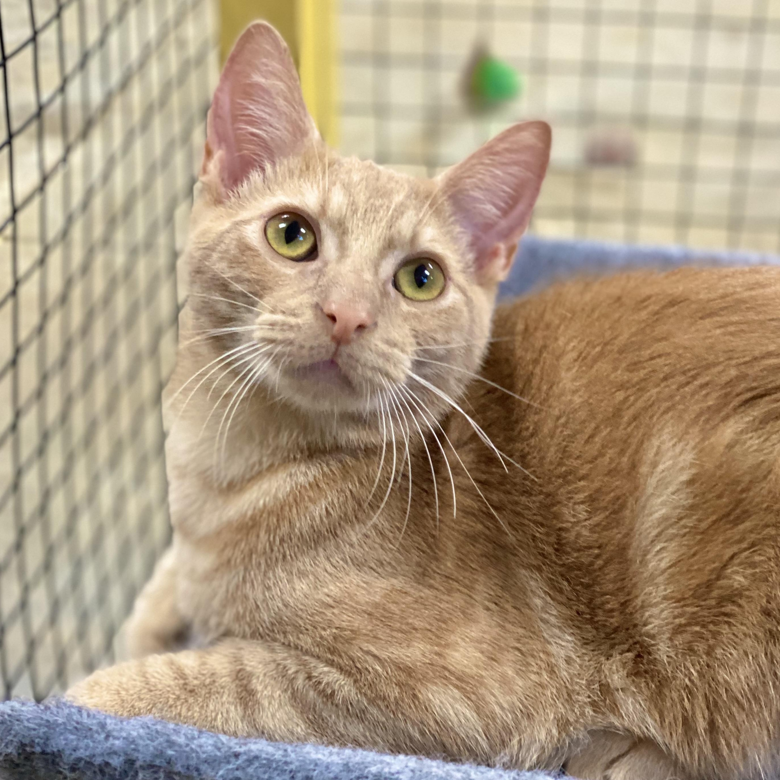 Enlarge Groot, a Adoptable Domestic Short Hair in Collierville, TN image 10/11