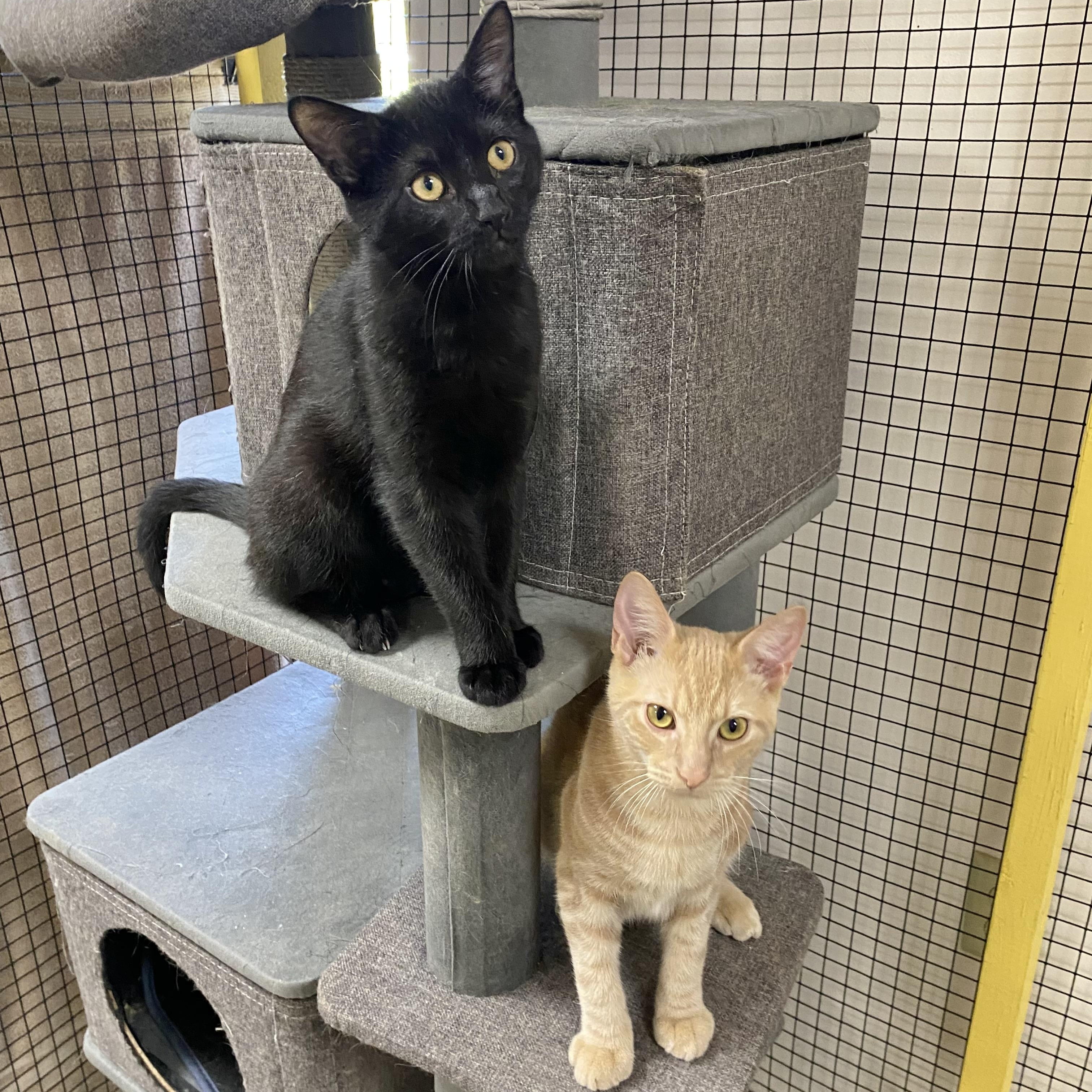 Enlarge Groot, a Adoptable Domestic Short Hair in Collierville, TN image 8/11