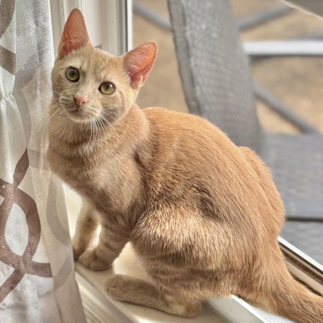 Groot, Adoptable, Young Male Domestic Short Hair.