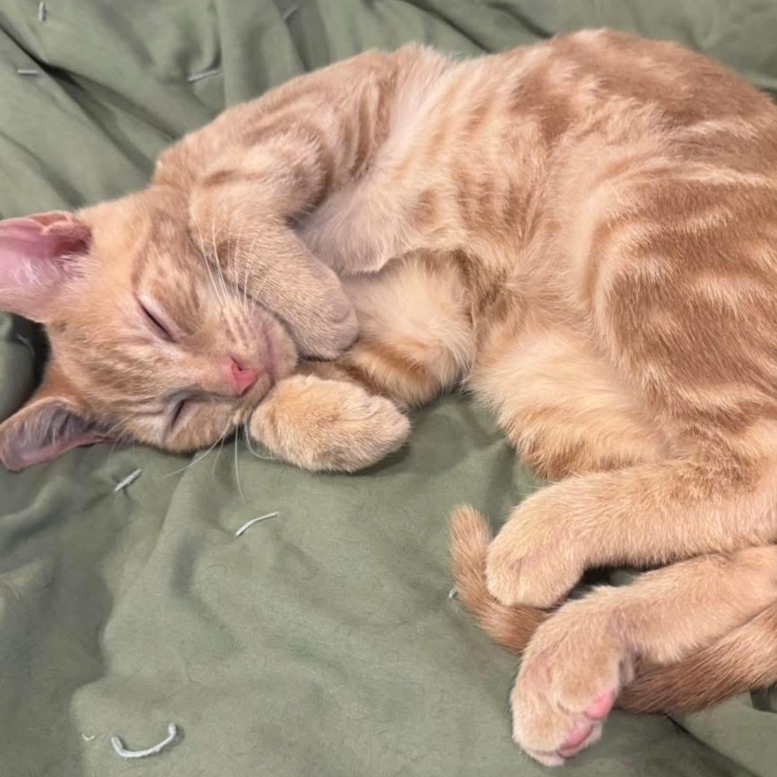 Groot, a Adoptable Domestic Short Hair in Collierville, TN image 2/11