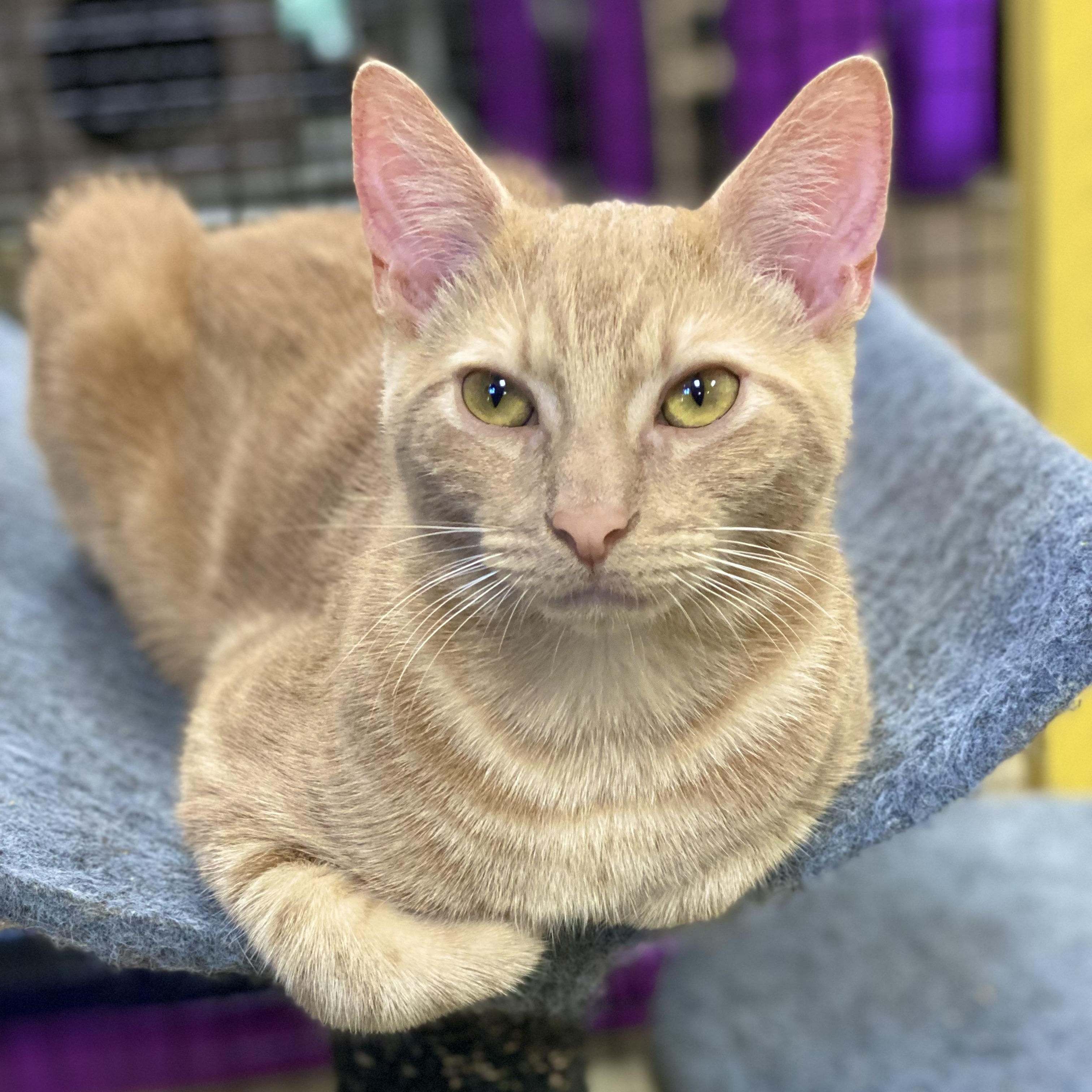 Groot, a Adoptable Domestic Short Hair in Collierville, TN image 3/11