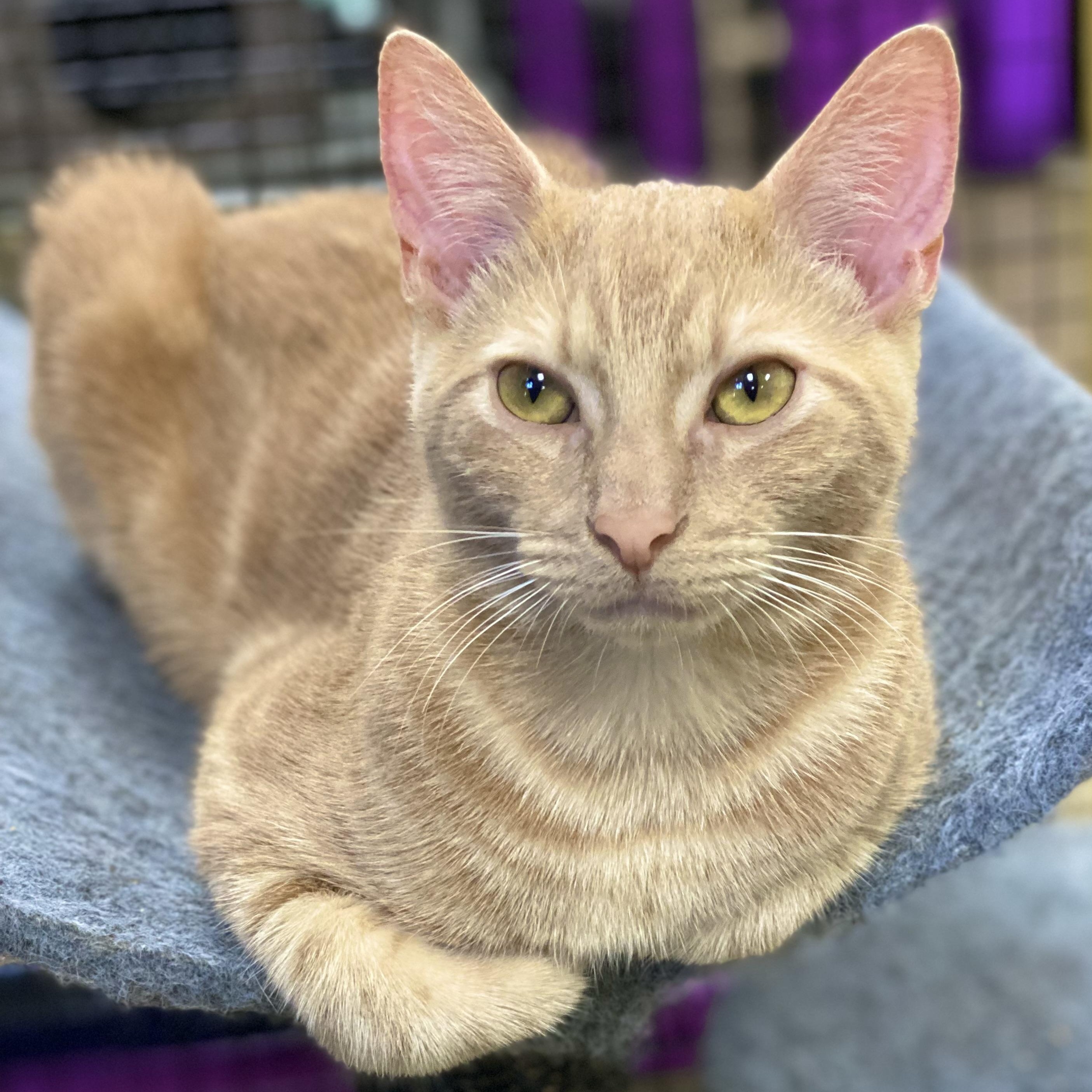Groot, a Adoptable Domestic Short Hair in Collierville, TN image 4/11