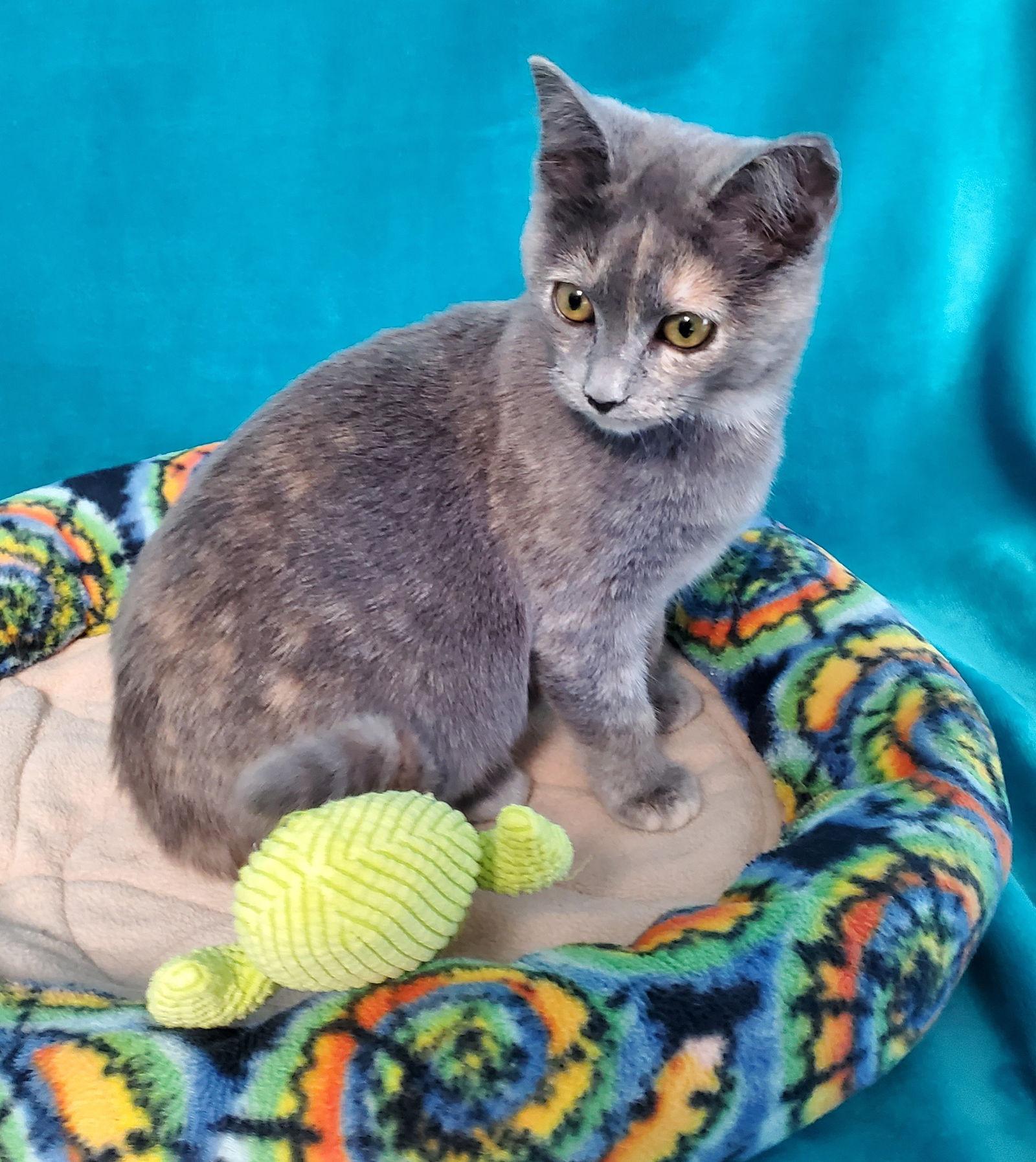 Frankie, Adopted, Kitten Female Domestic Short Hair.