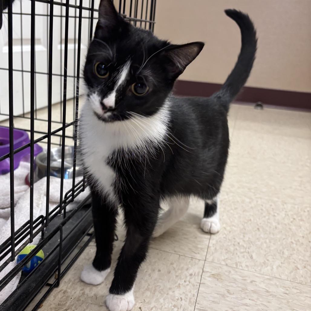 Enlarge Spectra, a Adoptable Domestic Short Hair in Waynesboro, PA image 1/1