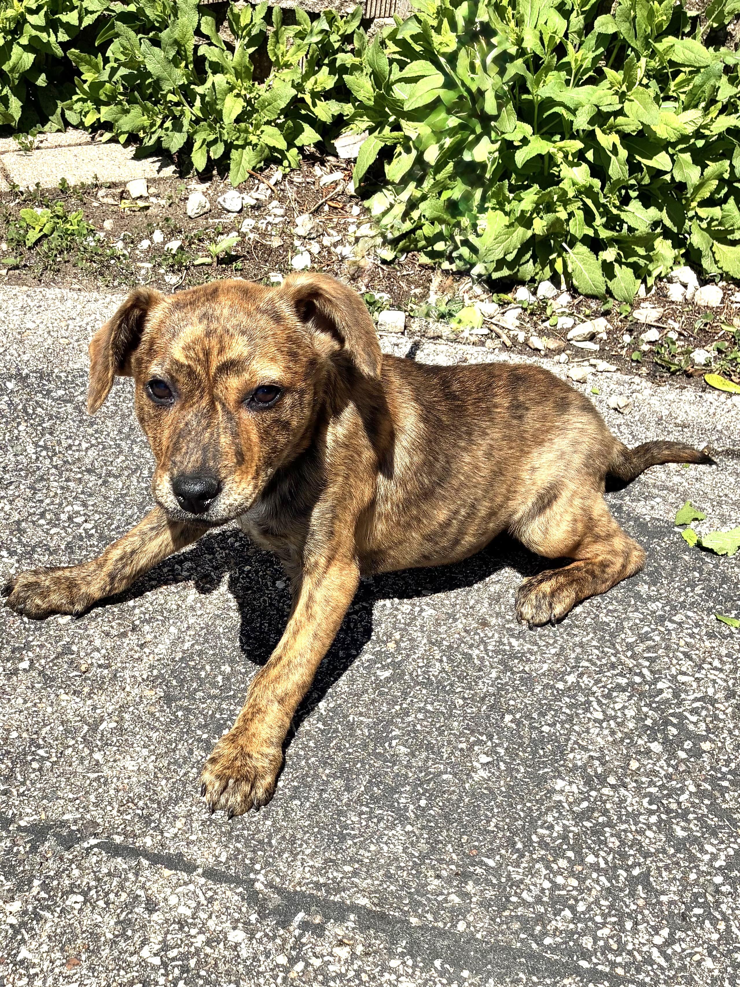 Enlarge Chantilly, an adopted Mixed Breed in West Chicago, IL image 2/3