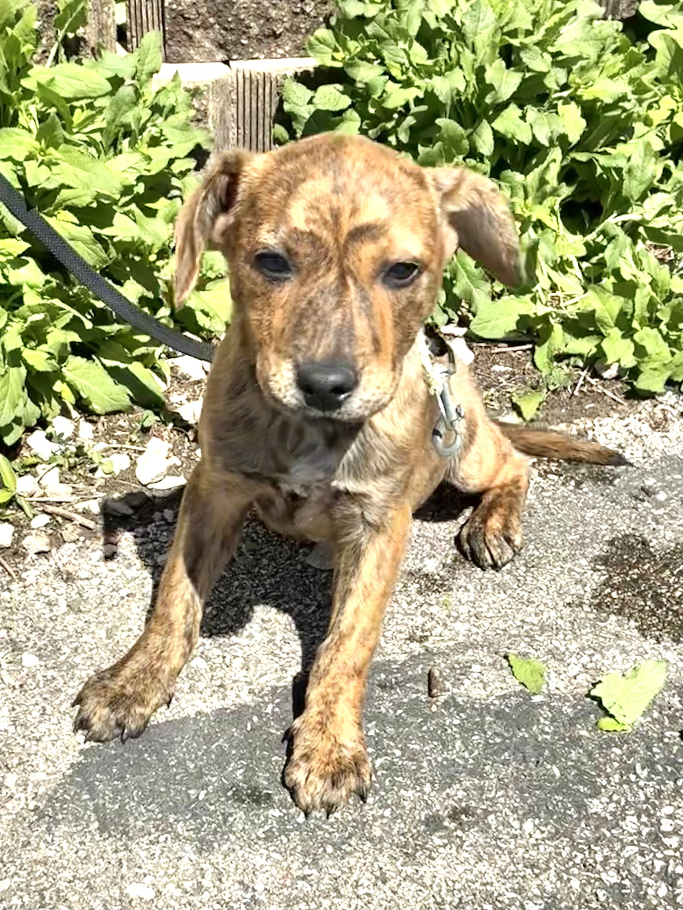 Enlarge Chantilly, an adopted Mixed Breed in West Chicago, IL image 3/3