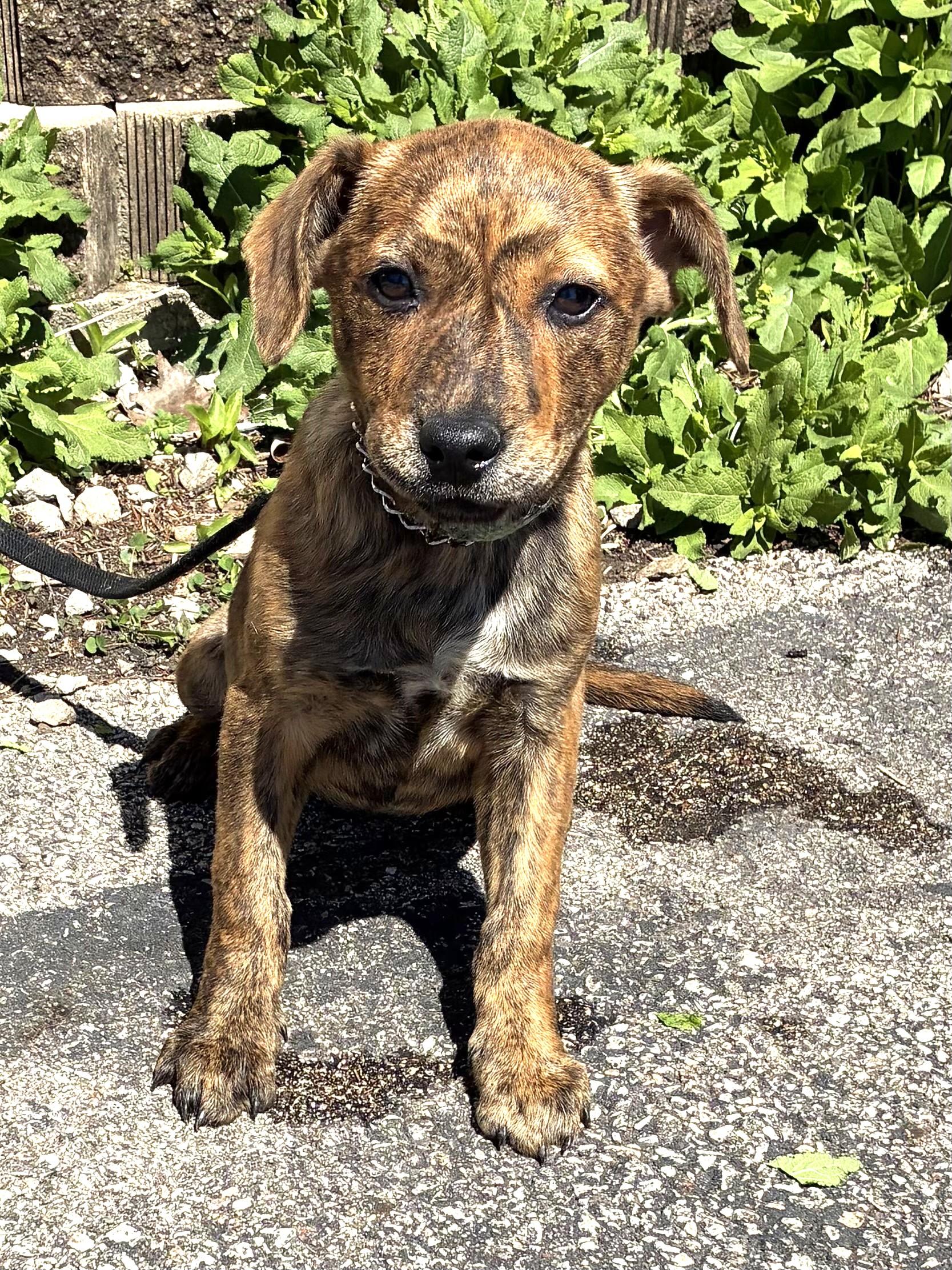 Chantilly, adopted, Puppy Female Mixed Breed.