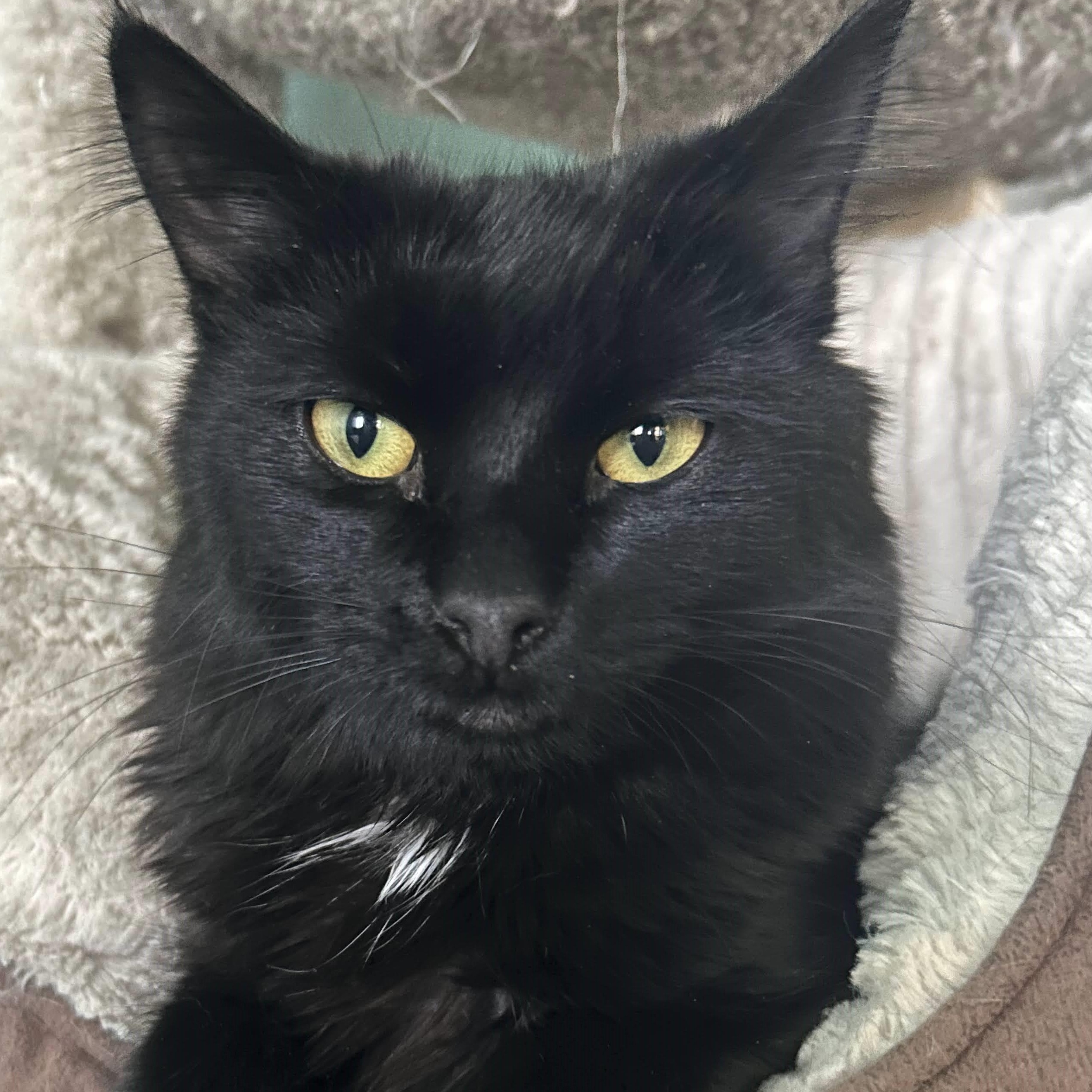 Enlarge Hersheys (bonded with Reeses), a Adoptable American Shorthair in Laguna Woods, CA image 2/4