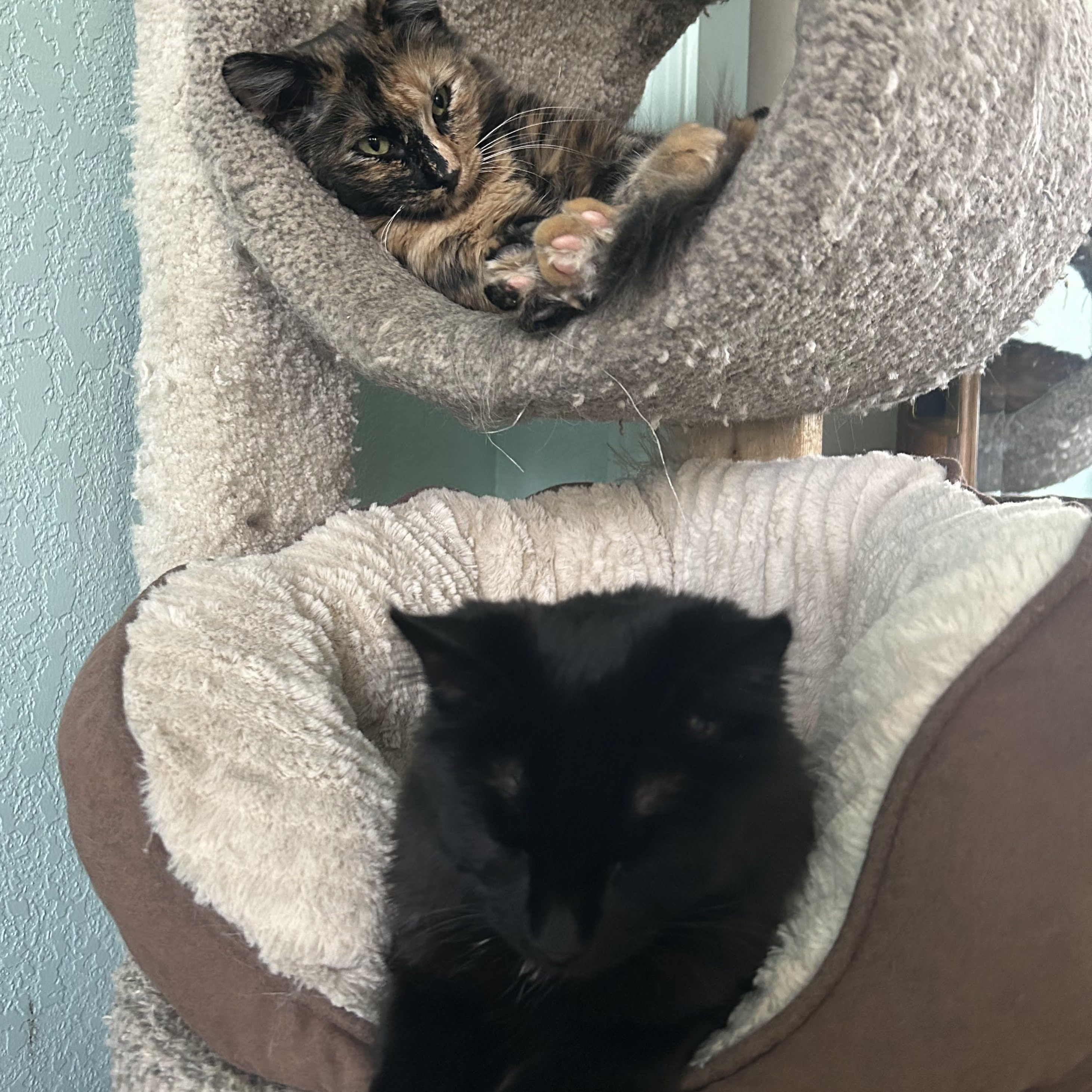 Enlarge Hersheys (bonded with Reeses), a Adoptable American Shorthair in Laguna Woods, CA image 4/4