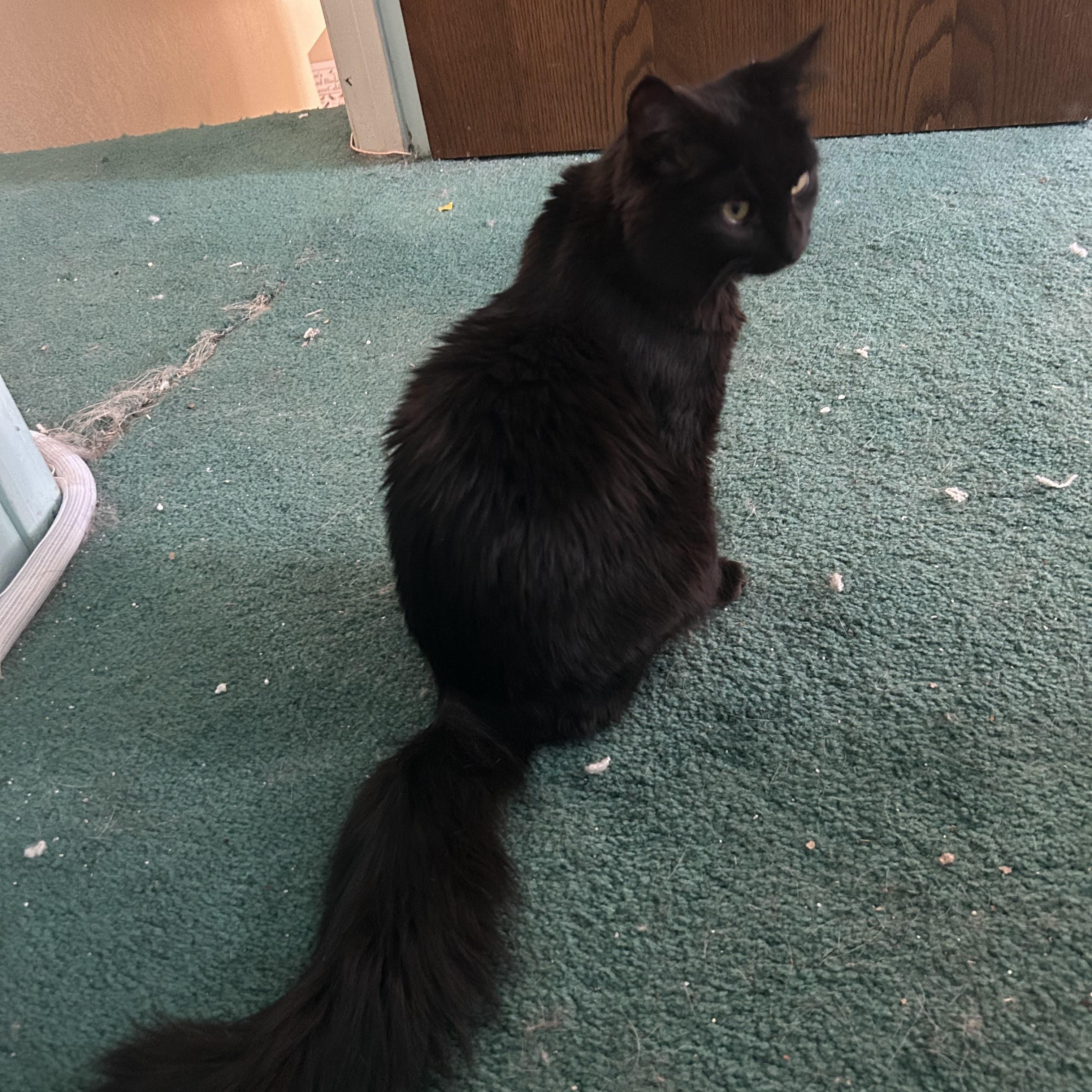 Hersheys (bonded with Reeses), Adoptable, Kitten Female American Shorthair.