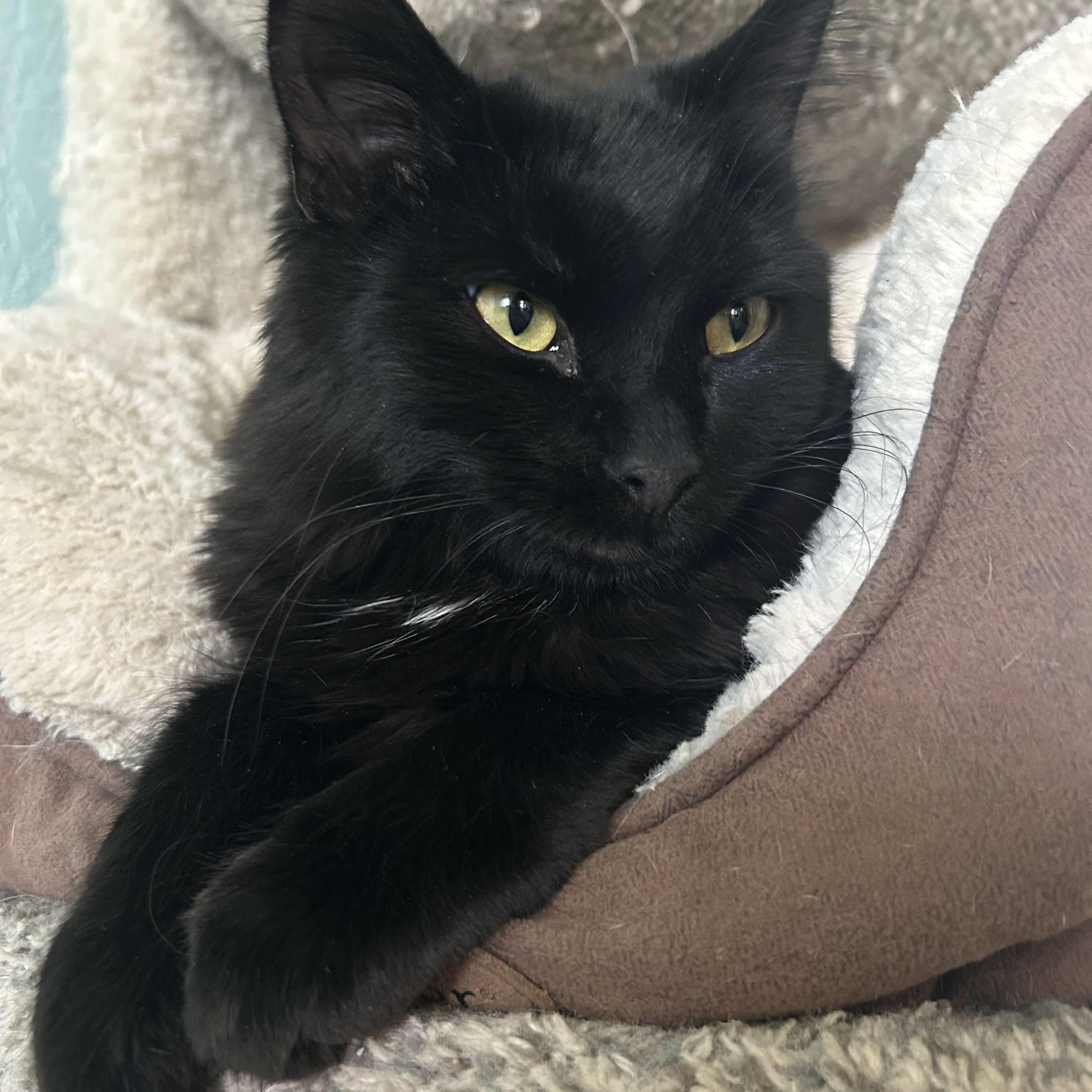 Enlarge Hersheys (bonded with Reeses), a Adoptable American Shorthair in Laguna Woods, CA image 3/4