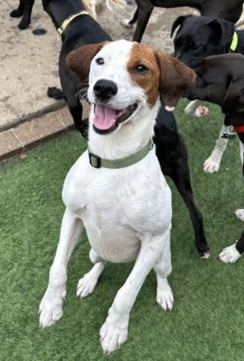 Enlarge Kenny B, a Adoptable mixed breed in Decatur, GA image 1/3