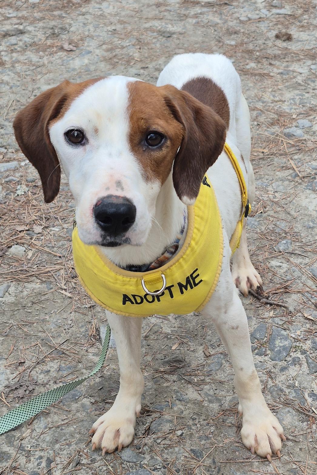 Enlarge Kenny B, a Adoptable mixed breed in Decatur, GA image 3/3