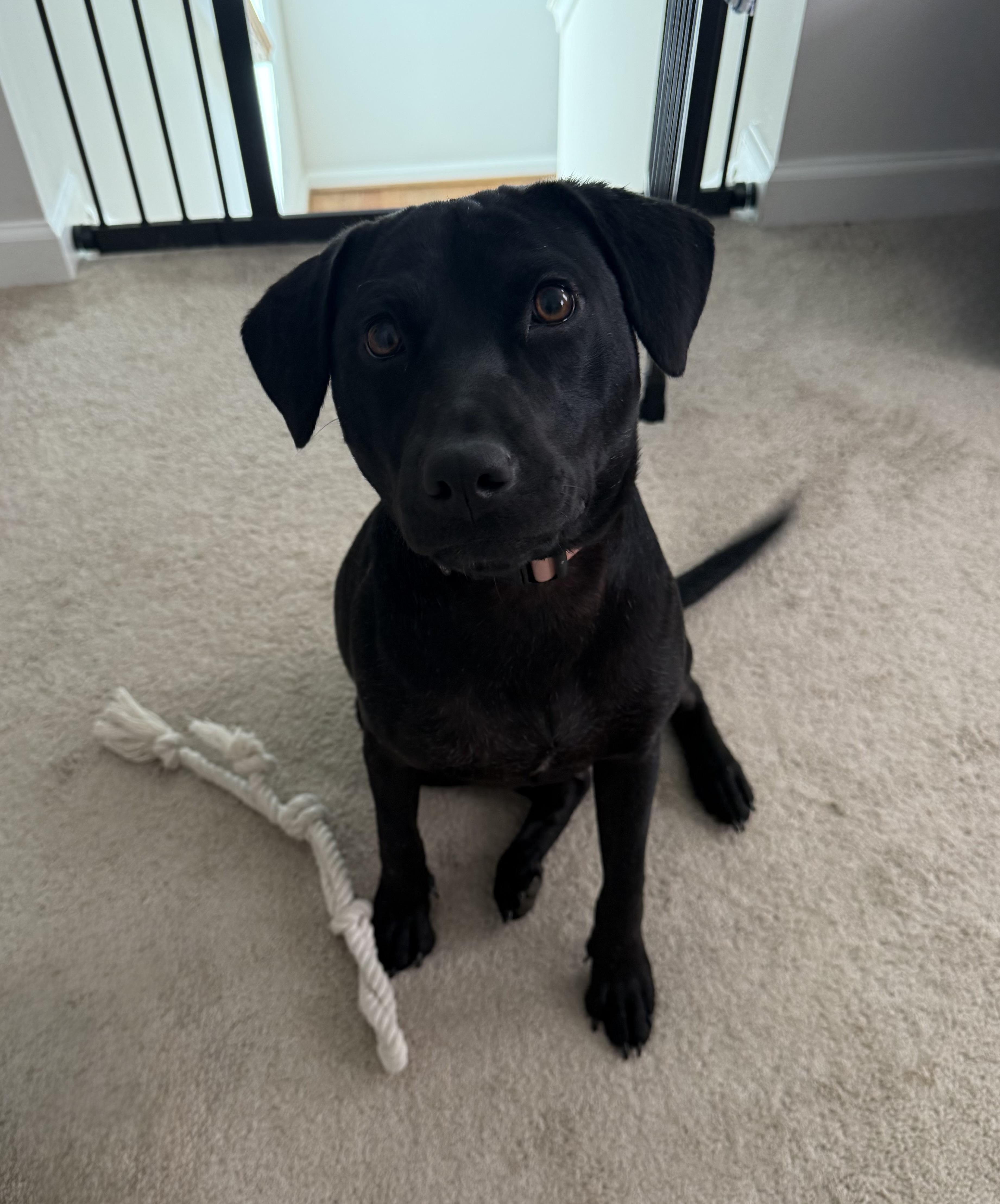 Molly, a Adoptable mixed breed in Stephenson, VA image 5/6