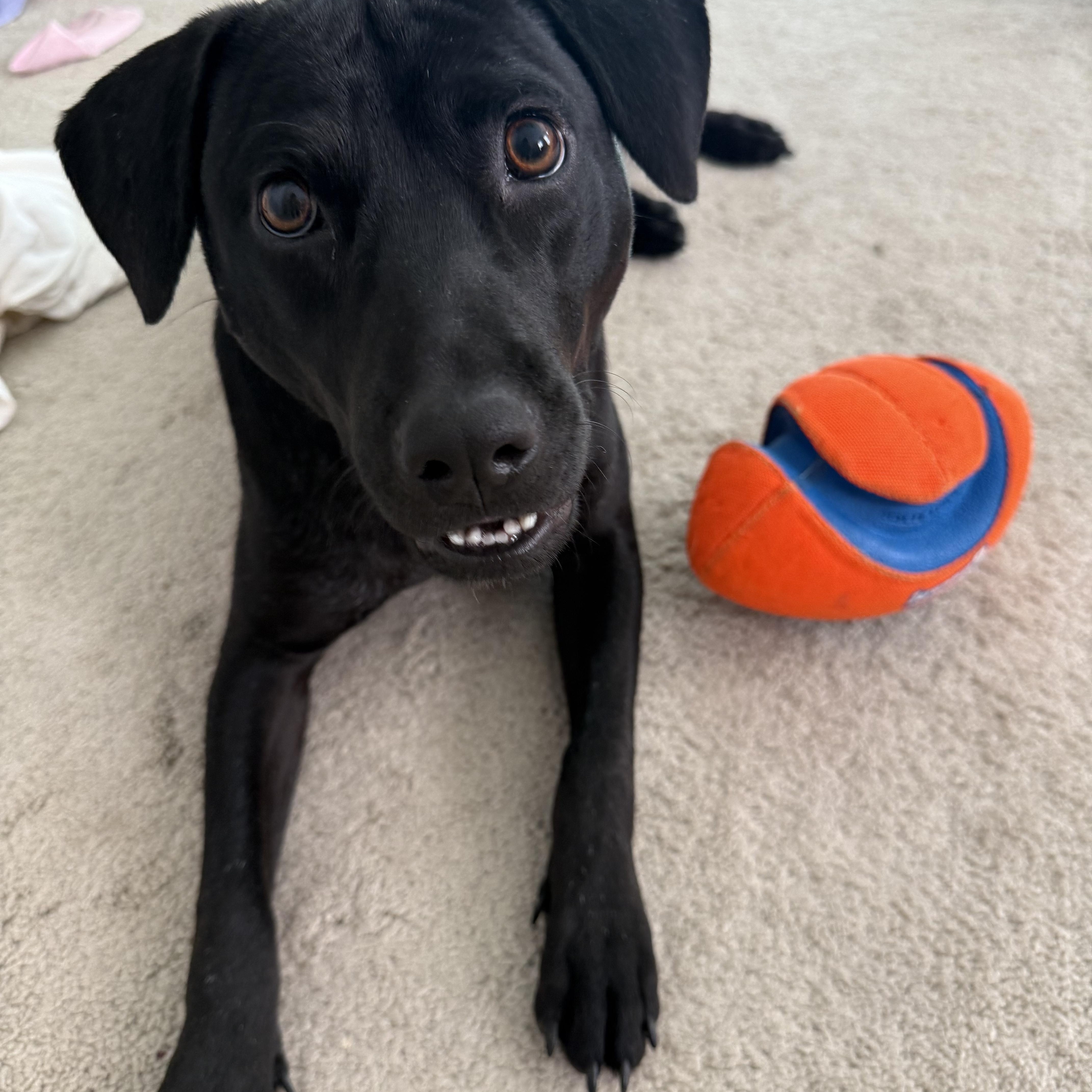 Molly, a Adoptable mixed breed in Stephenson, VA image 6/6