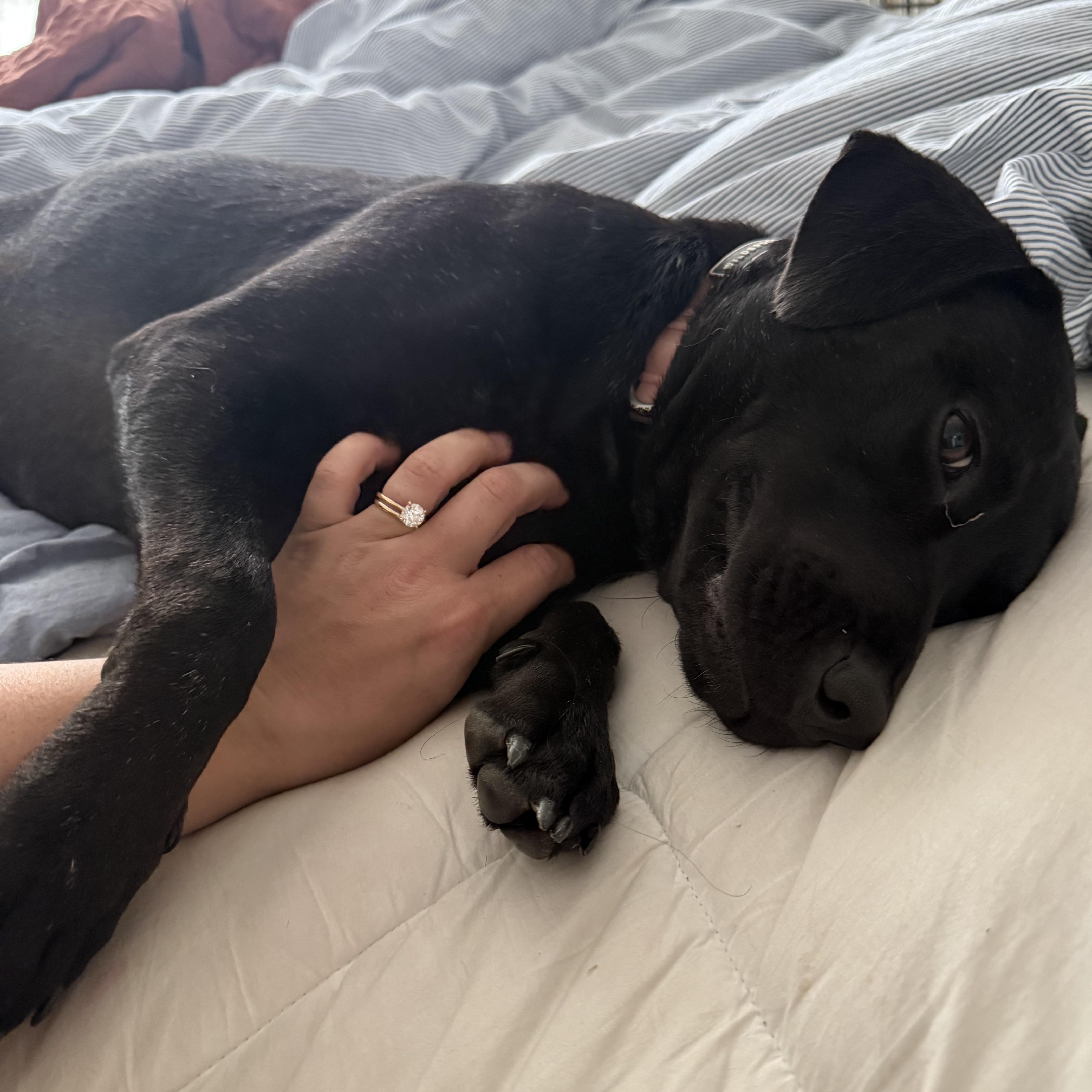 Molly, Adoptable, Young Female Black Labrador Retriever.