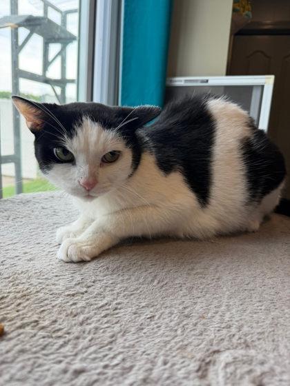 Bran, Adoptable, Adult Male Domestic Short Hair & Domestic Short Hair.