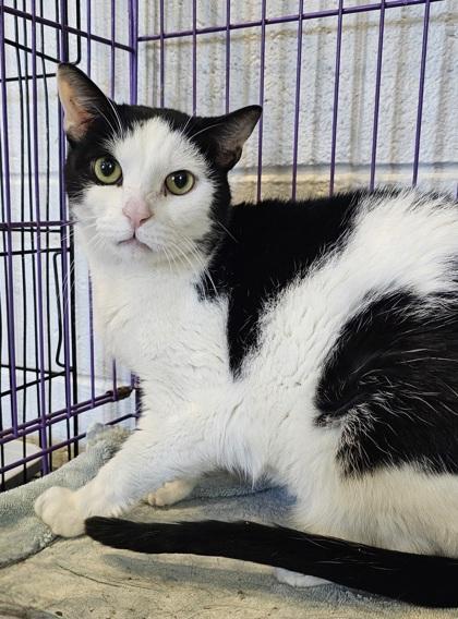 Enlarge Bran, a Adoptable mixed breed in Paducah, KY image 2/2