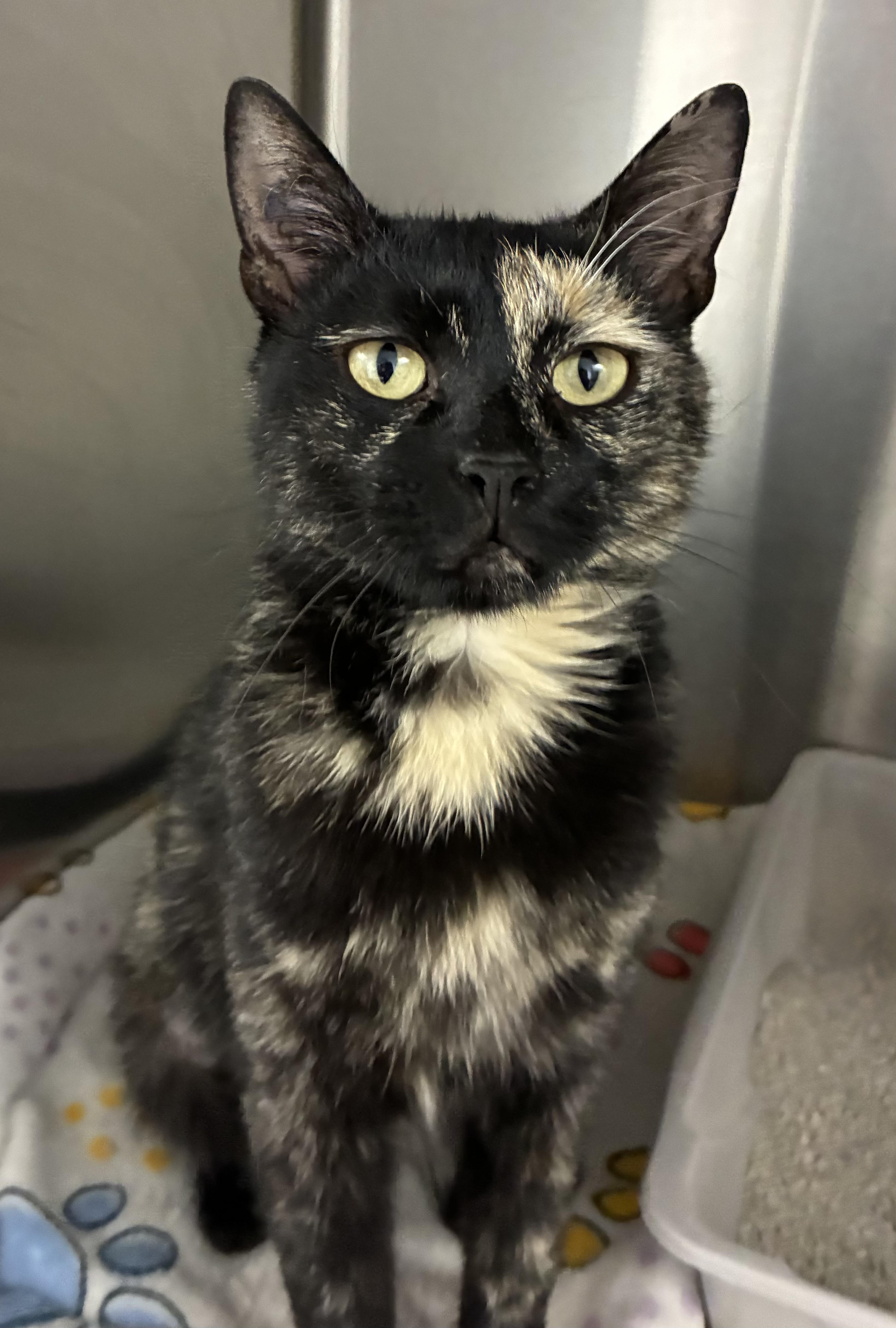 Gingersnap, a ADOPTABLE Domestic Short Hair in Breinigsville, PA image 3/3