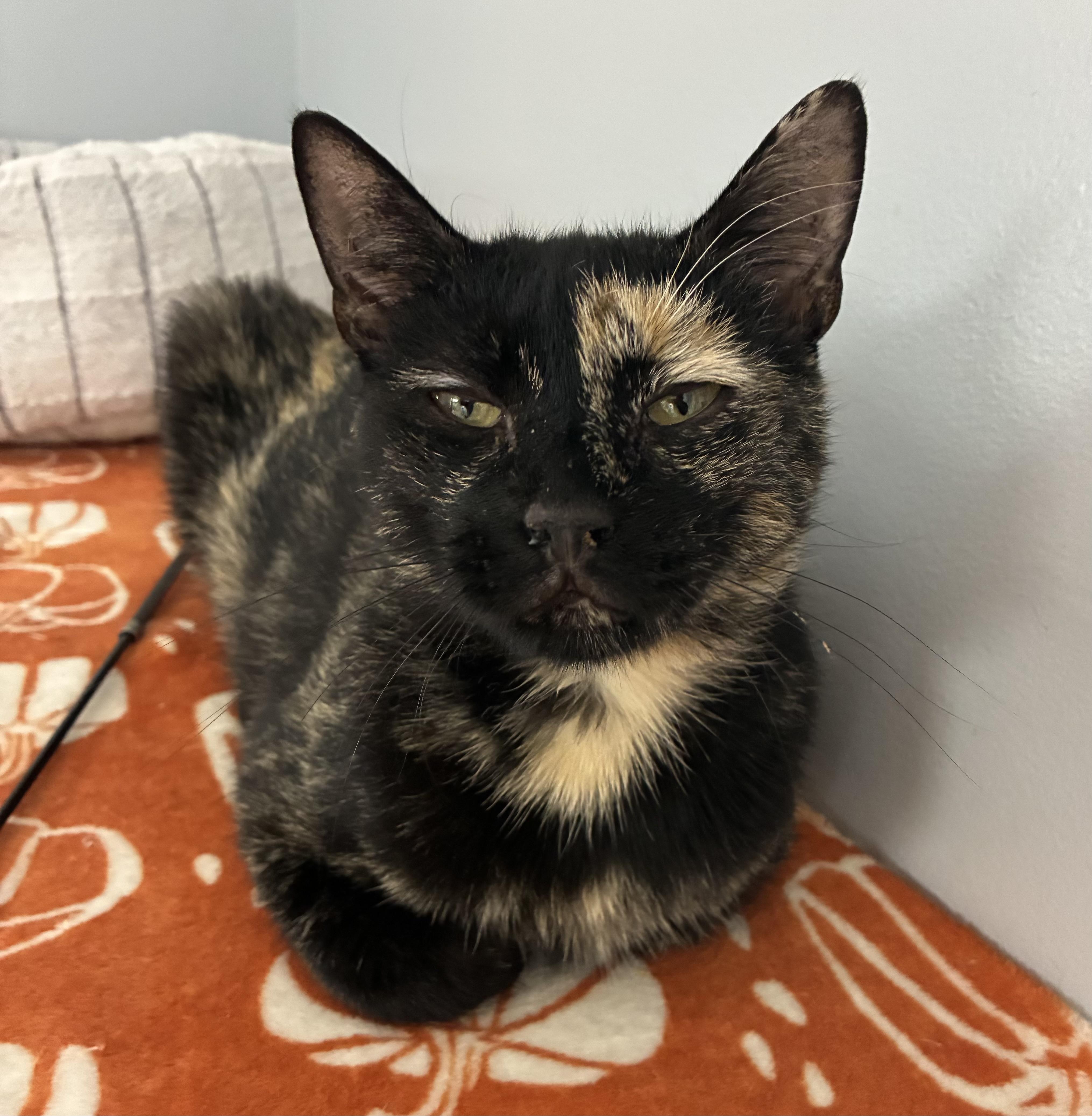 Gingersnap, a ADOPTABLE Domestic Short Hair in Breinigsville, PA image 2/3