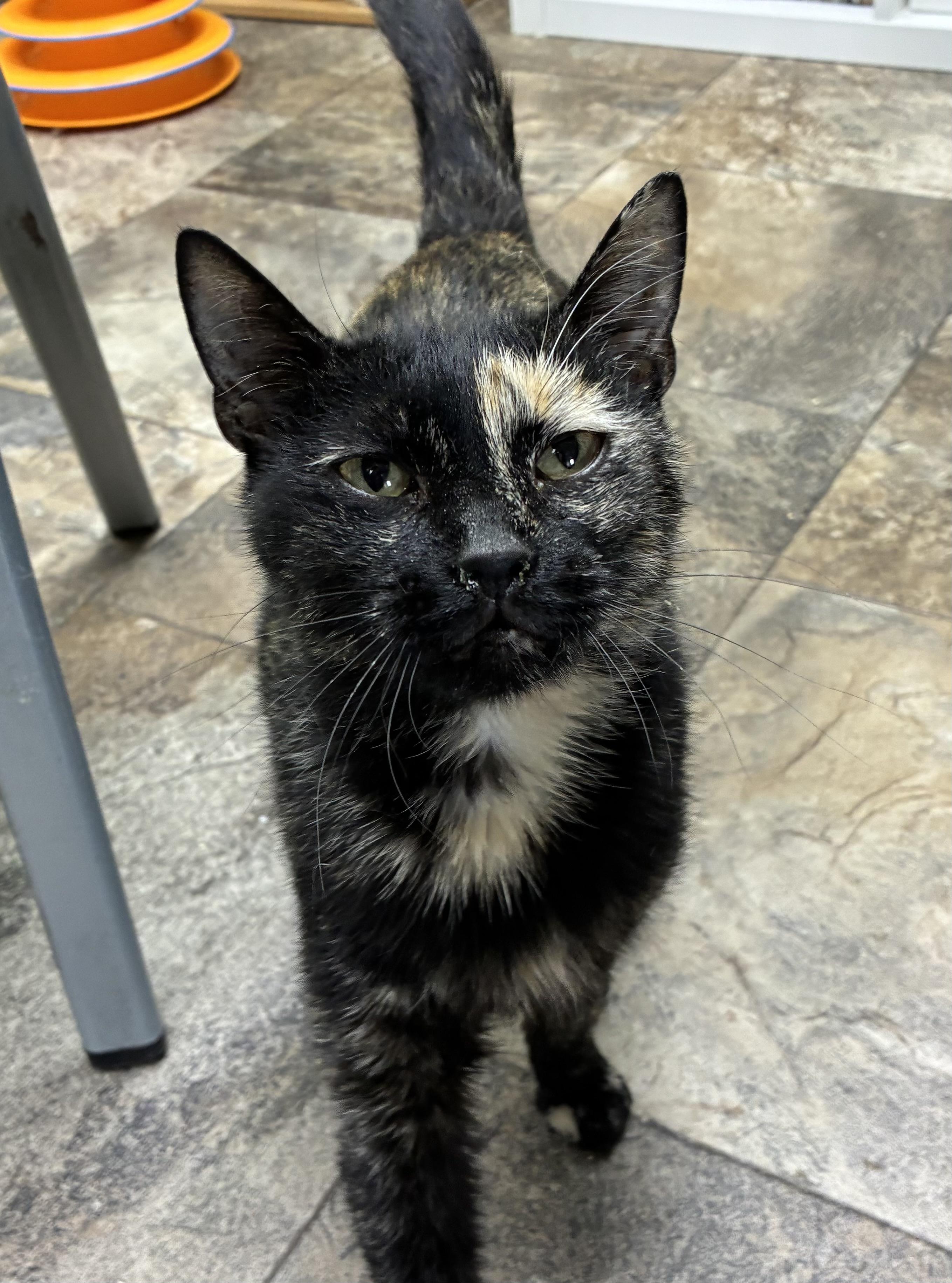 Gingersnap, a ADOPTABLE Domestic Short Hair in Breinigsville, PA image 1/3
