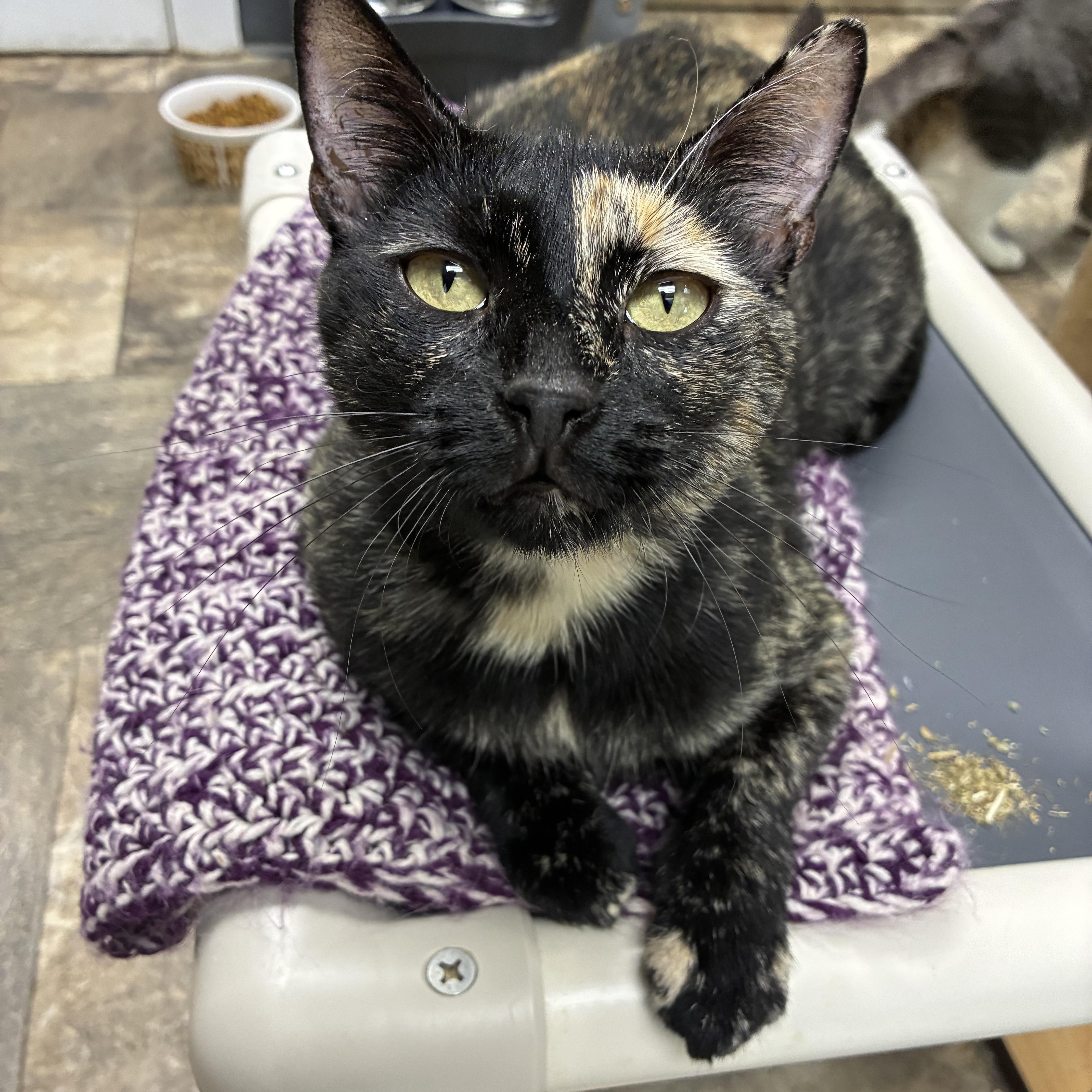 Gingersnap, a ADOPTABLE Domestic Short Hair in Breinigsville, PA image 1/4