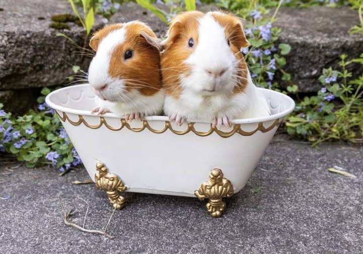 Piggy Smalls and Sir Squeaks A Lot, Adoptable, Young Male Guinea Pig.
