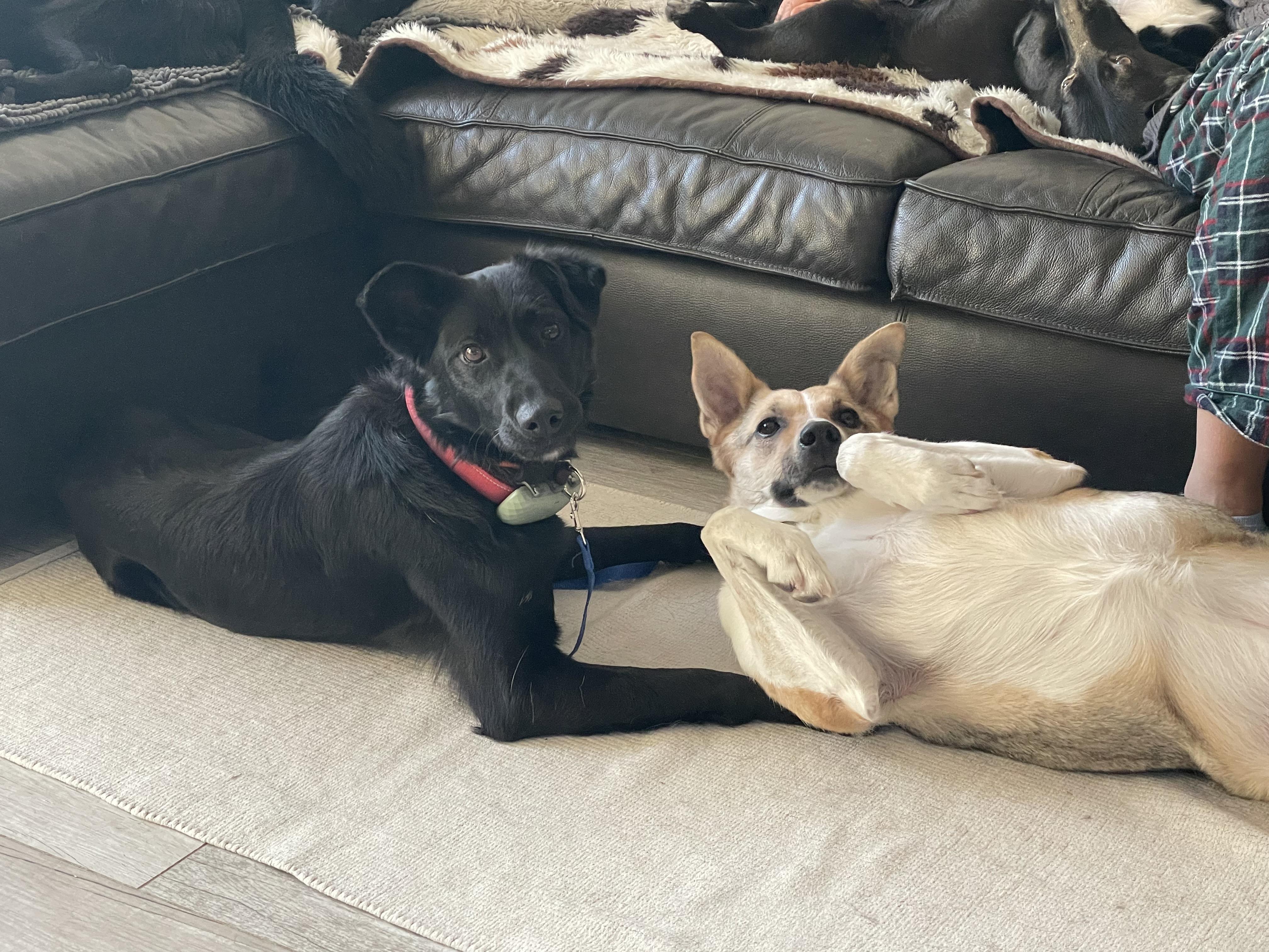 Bowie, a ADOPTABLE Mixed Breed in North York, ON image 2/5