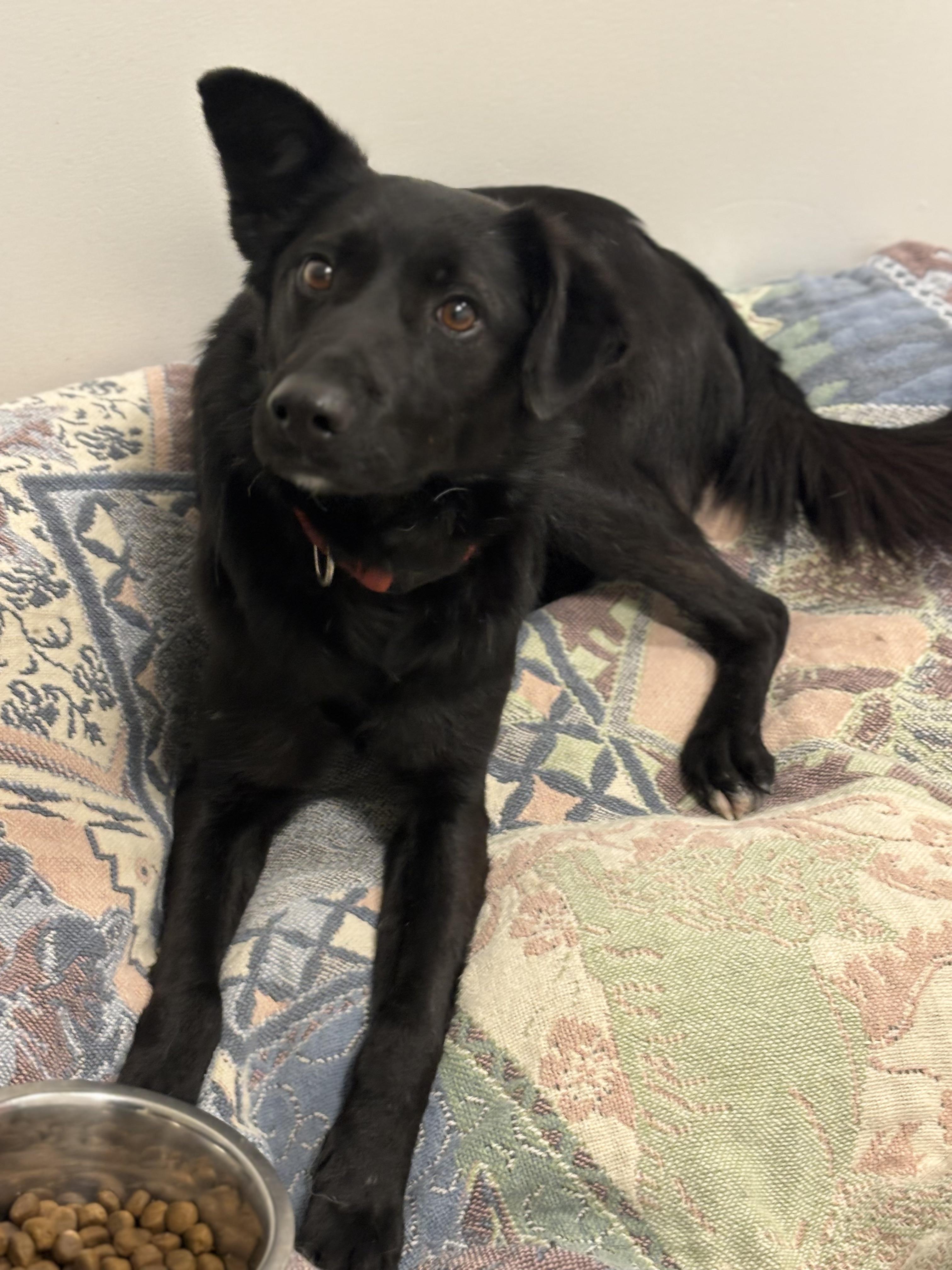 Bowie, a ADOPTABLE Mixed Breed in North York, ON image 1/5