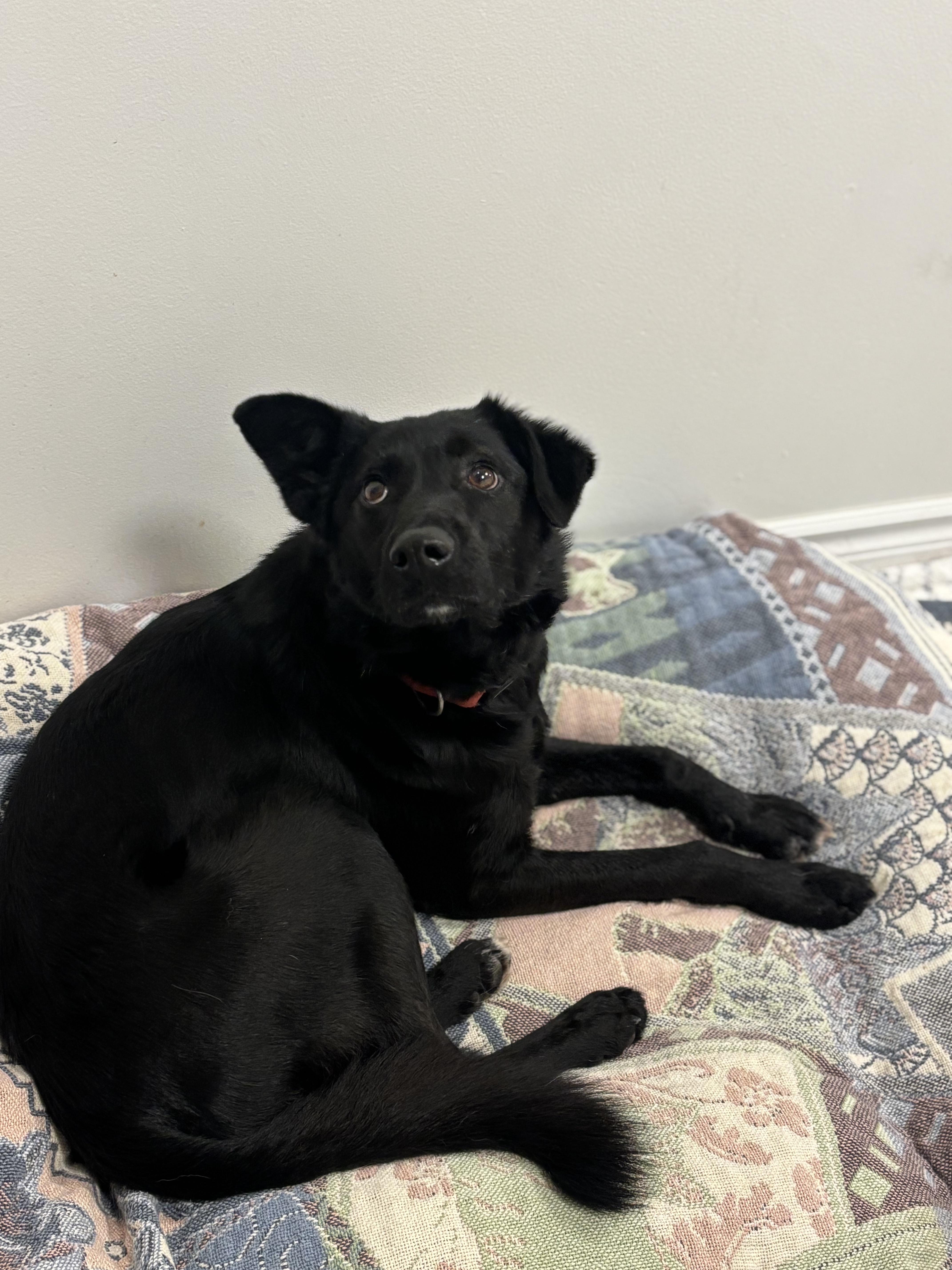 Bowie, a ADOPTABLE Mixed Breed in North York, ON image 3/5