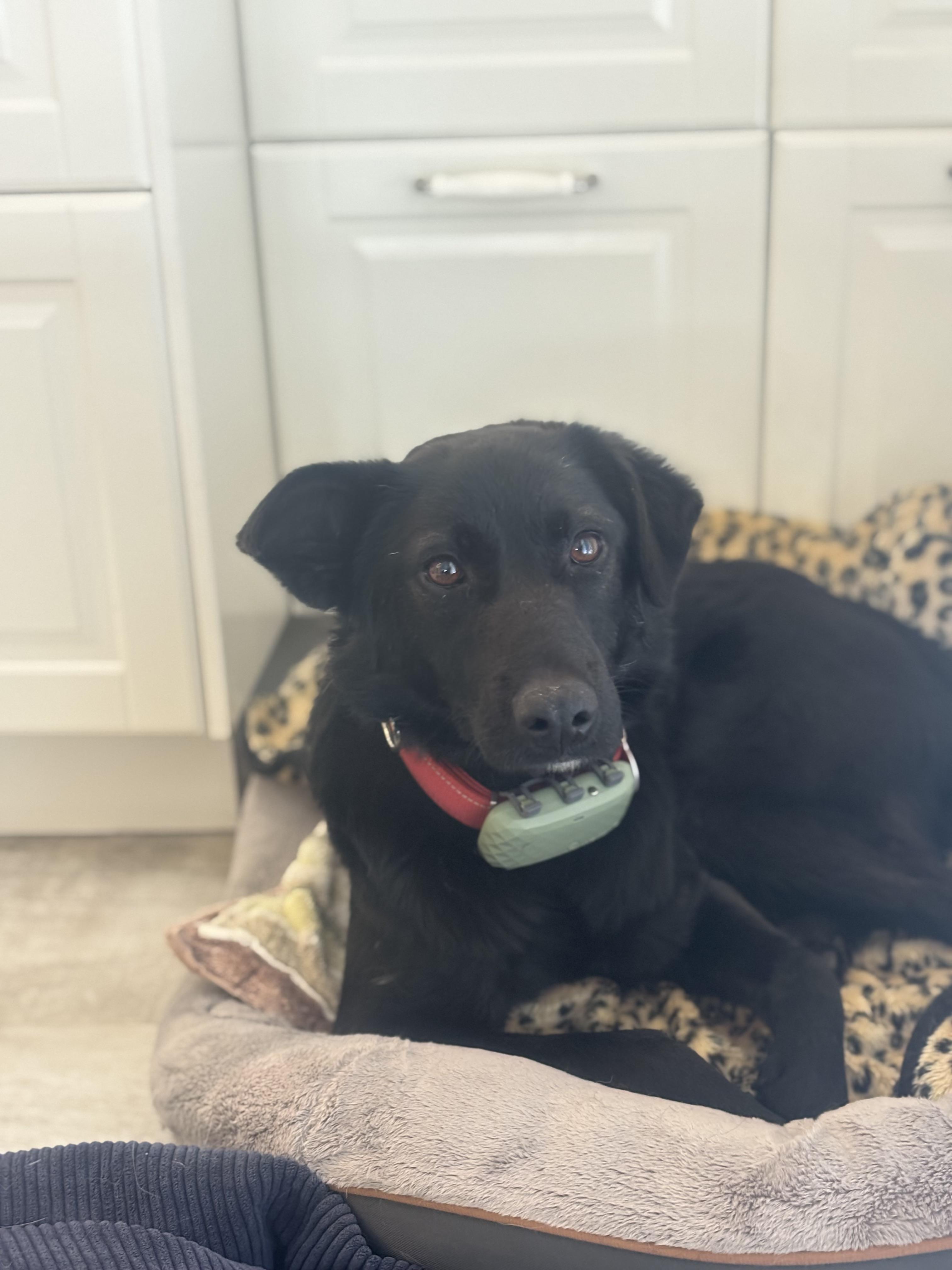 Bowie, a ADOPTABLE Mixed Breed in North York, ON image 5/5