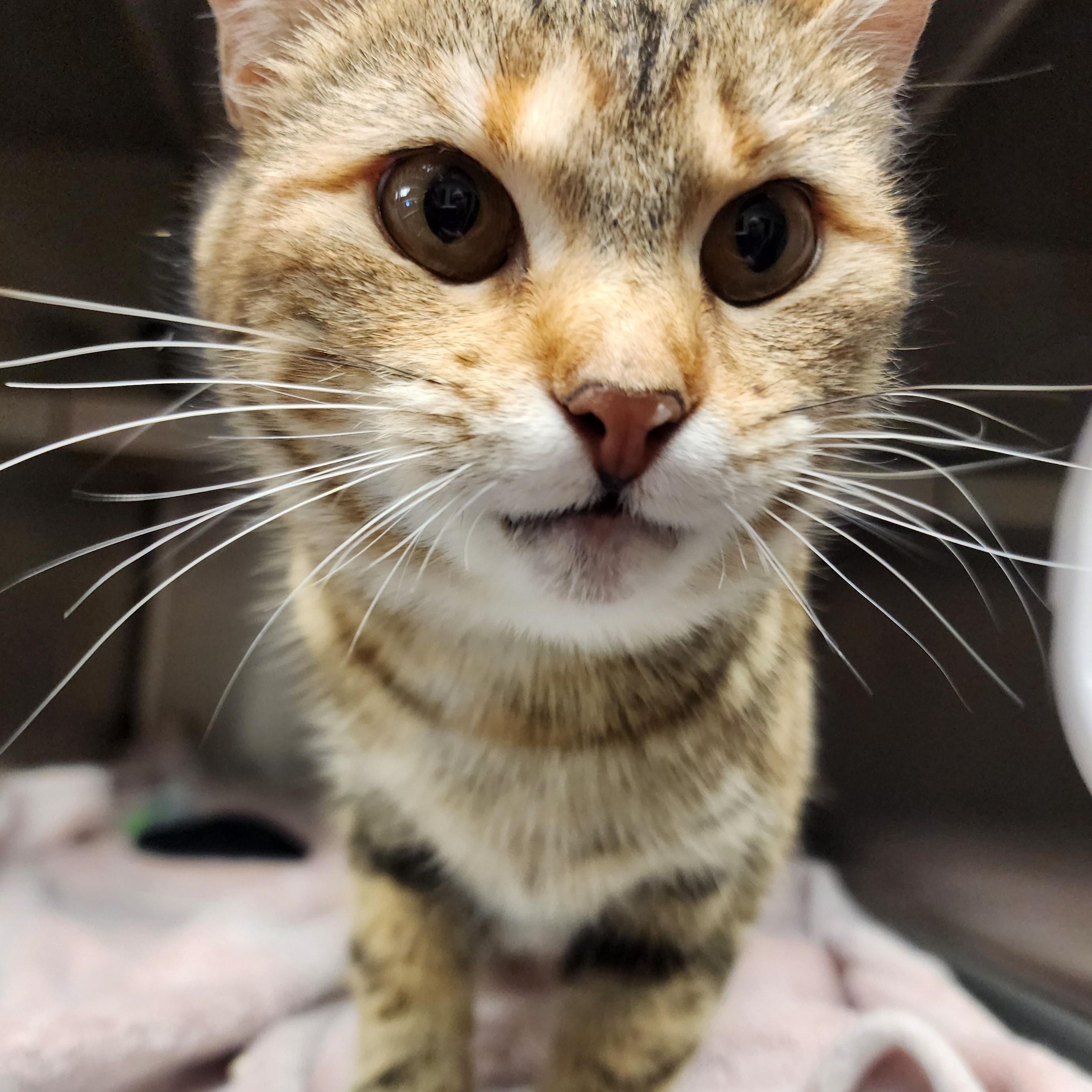 Enlarge Mocha, a ADOPTABLE Domestic Short Hair in Liberty, MO image 3/4