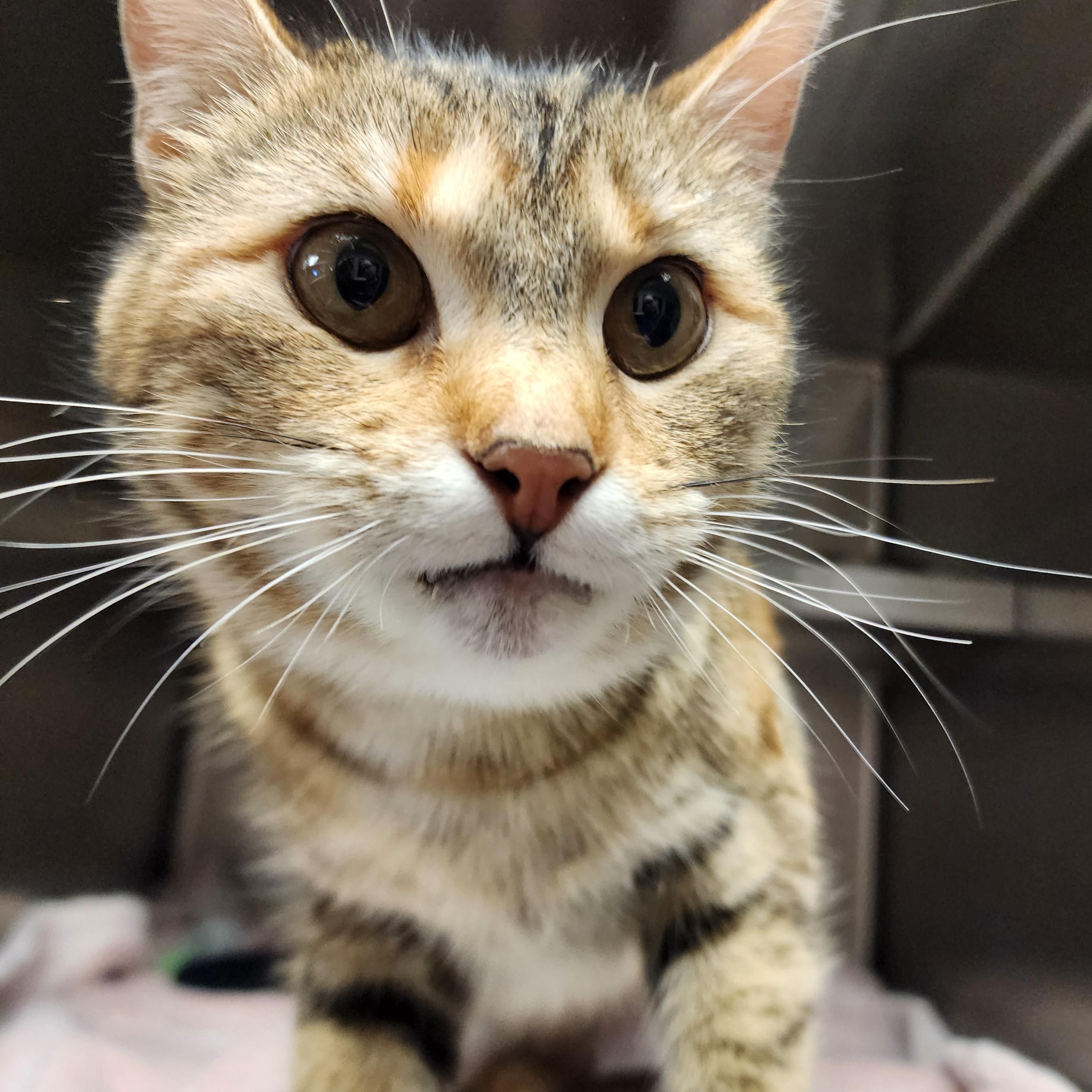 Enlarge Mocha, a ADOPTABLE Domestic Short Hair in Liberty, MO image 2/4