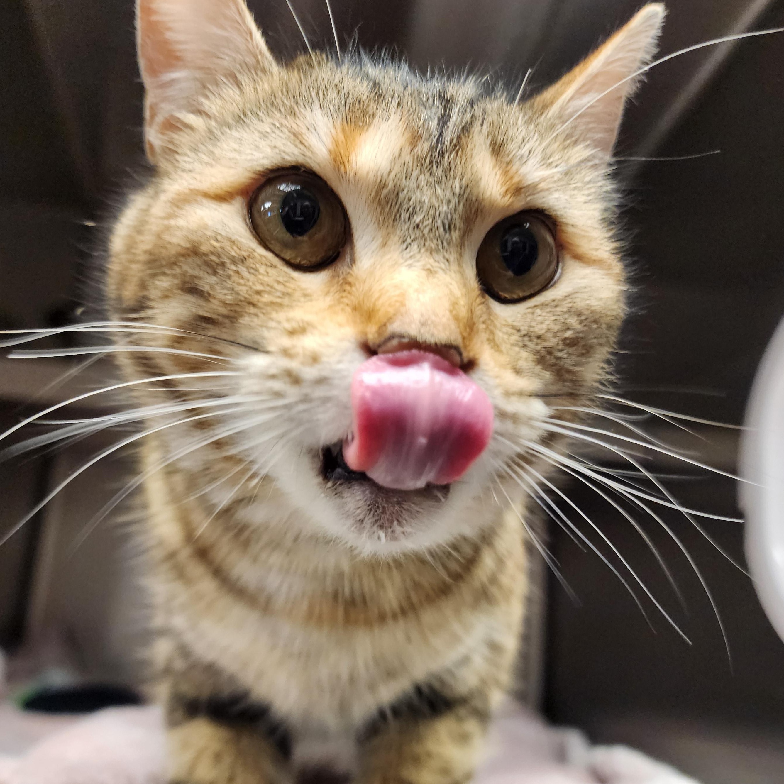 Enlarge Mocha, a ADOPTABLE Domestic Short Hair in Liberty, MO image 1/4