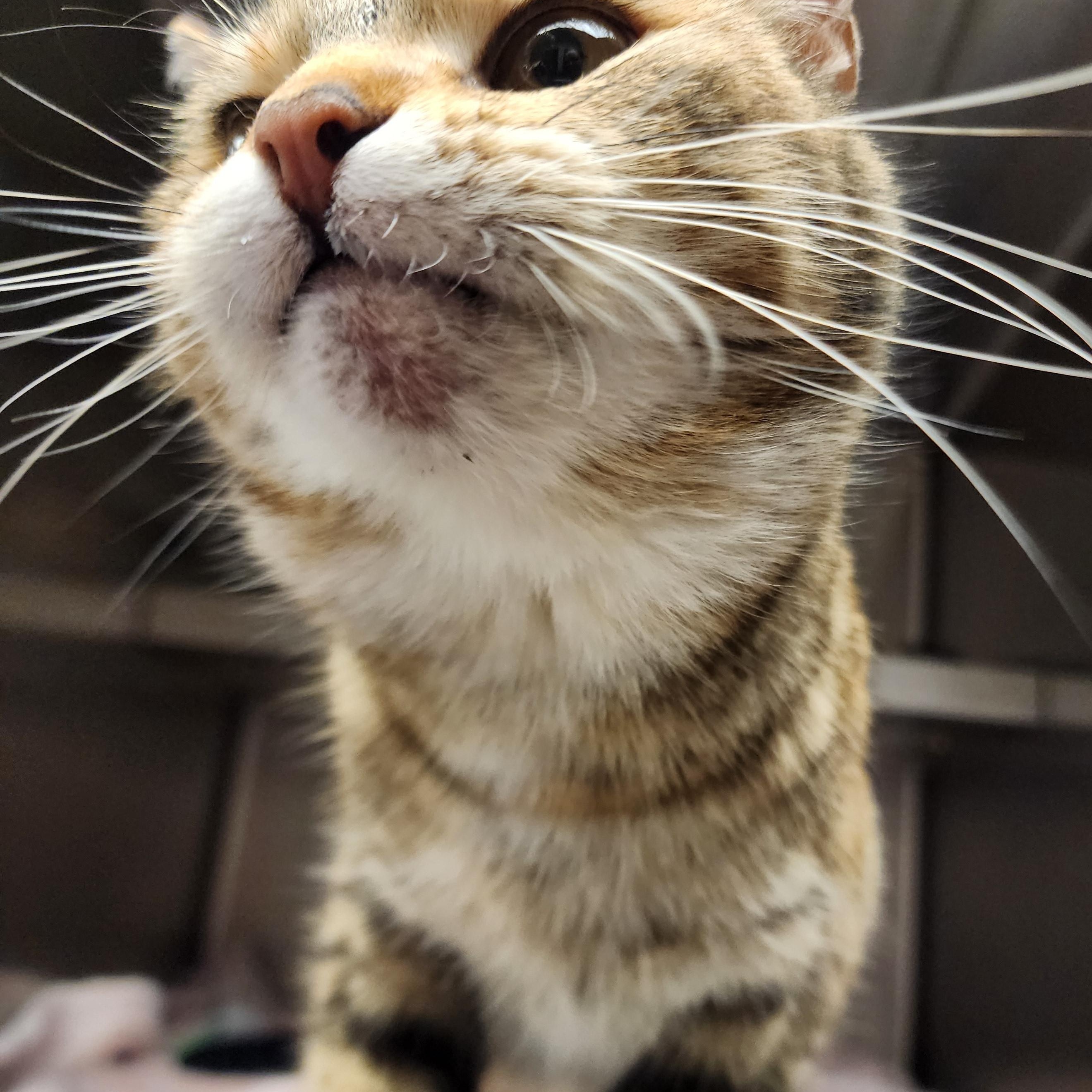 Enlarge Mocha, a ADOPTABLE Domestic Short Hair in Liberty, MO image 4/4