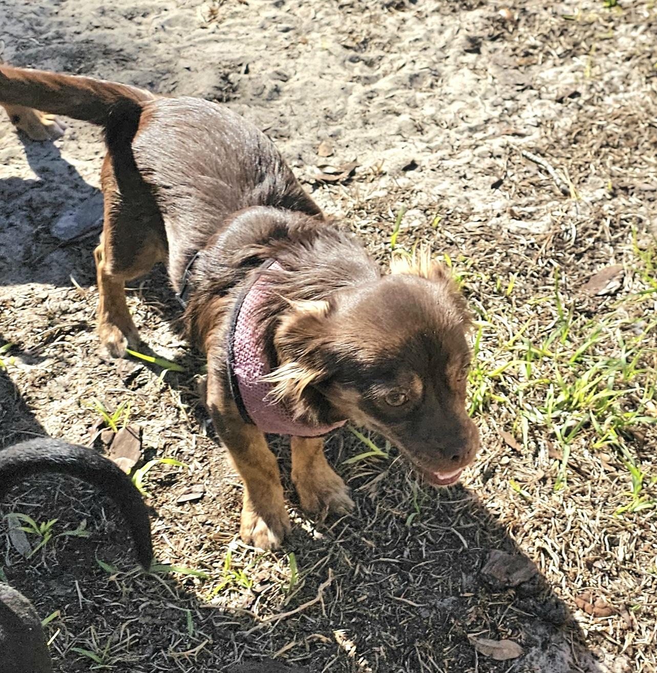 Dixie, a ADOPTABLE mixed breed in Weeki Wachee, FL image 3/6