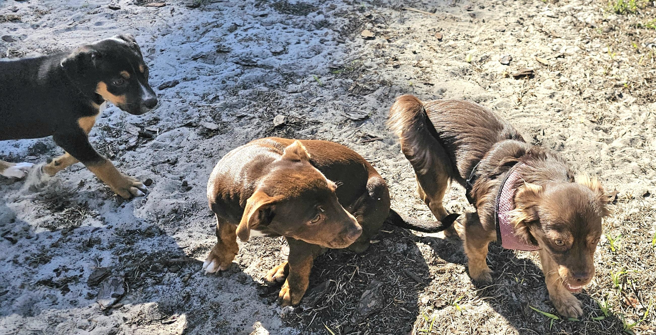 Dixie, a ADOPTABLE mixed breed in Weeki Wachee, FL image 6/6