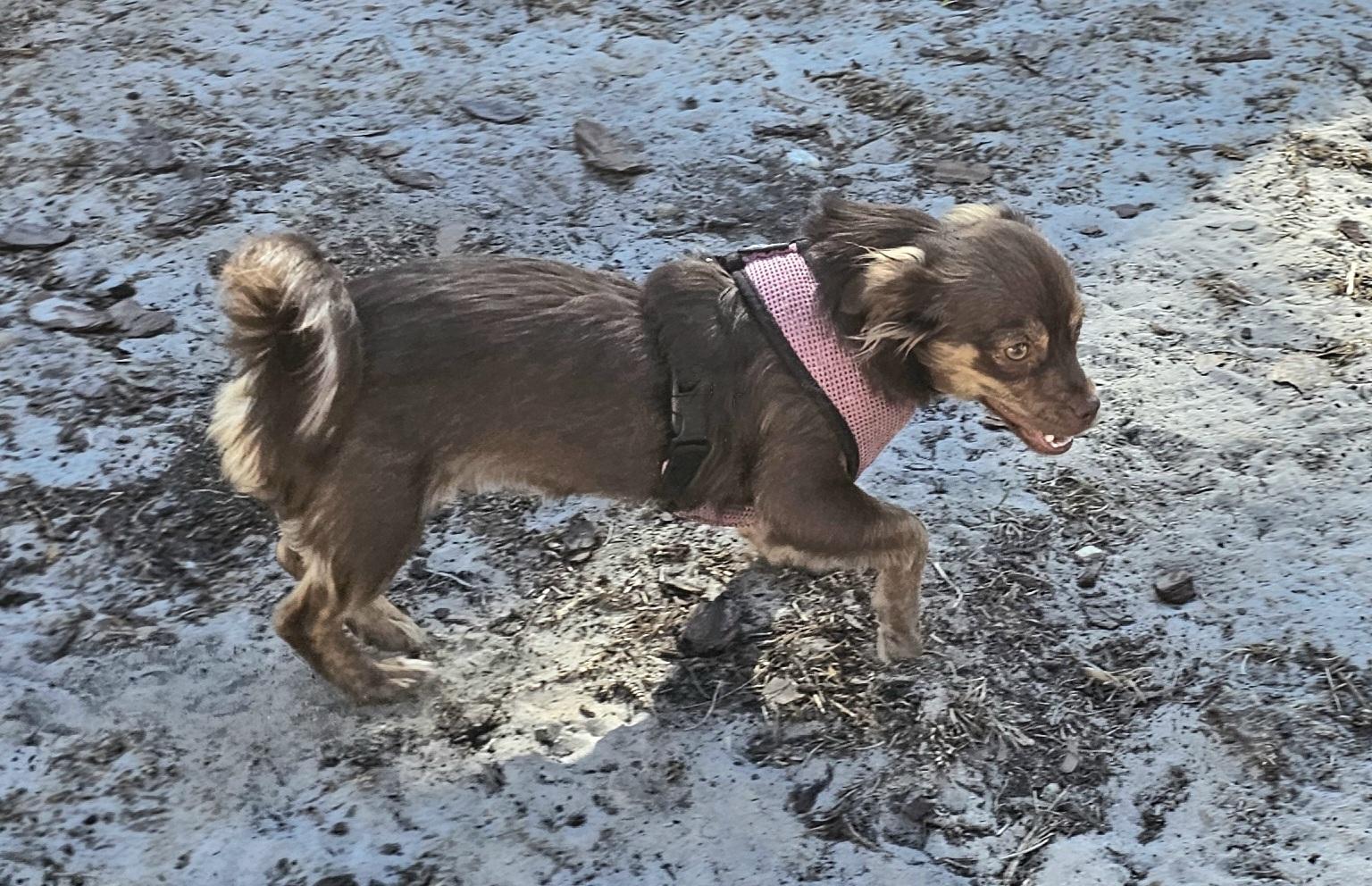 Dixie, ADOPTABLE, Puppy Female Dachshund (Long Haired) & Chiweenie.