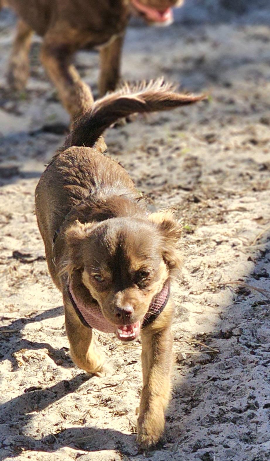 Dixie, a ADOPTABLE mixed breed in Weeki Wachee, FL image 2/6