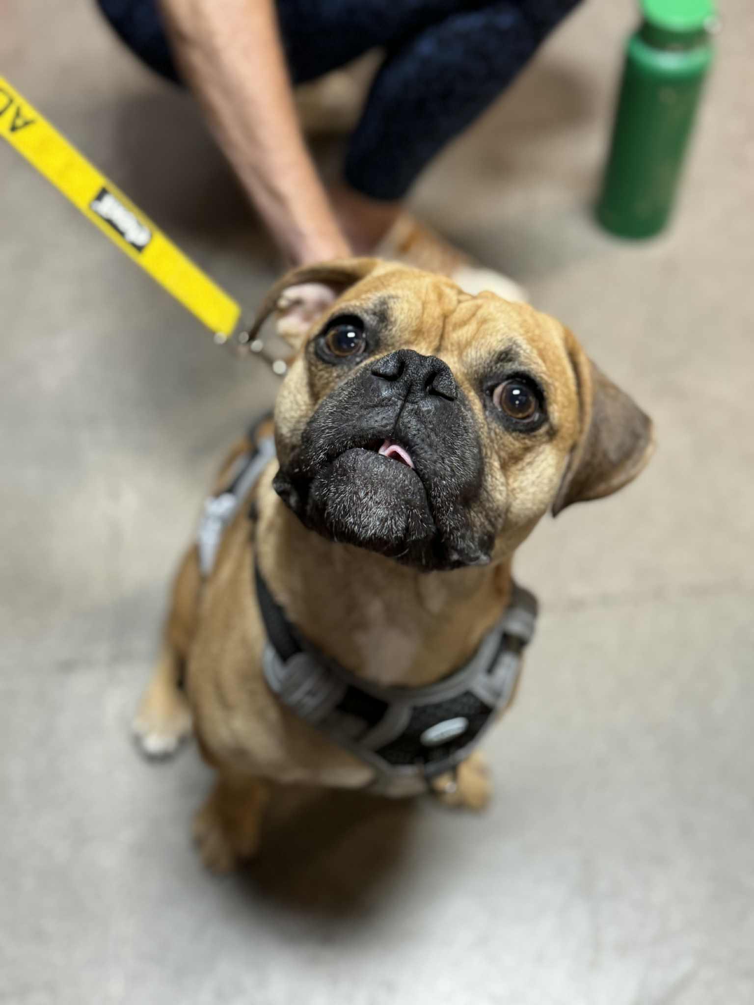 ROLO