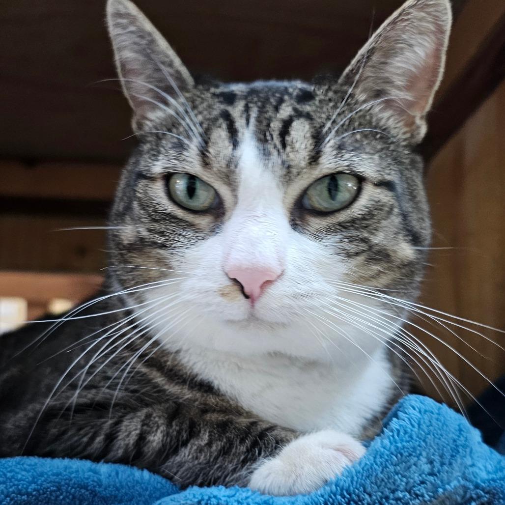 Enlarge Theya, a Adoptable Domestic Short Hair in Brownsville, VT image 1/1