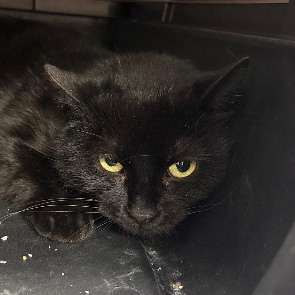 Beauty, Adoptable, Young Female Domestic Short Hair.