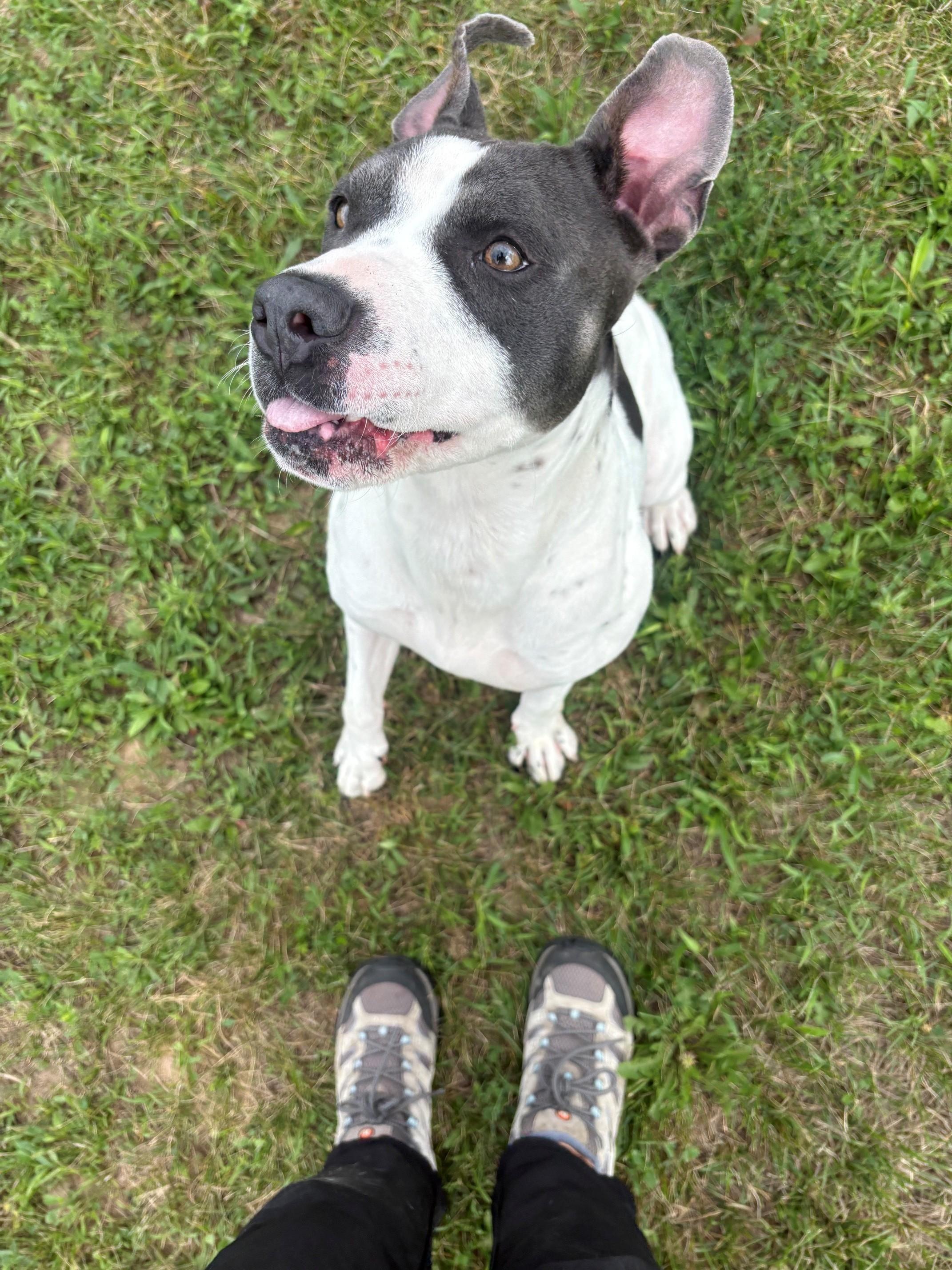 Kita, a ADOPTABLE Mixed Breed in Ionia, MI image 5/6