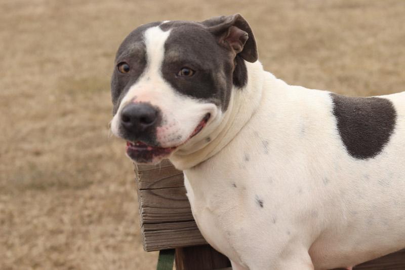 Enlarge Kita, a ADOPTABLE Mixed Breed in Ionia, MI image 3/6