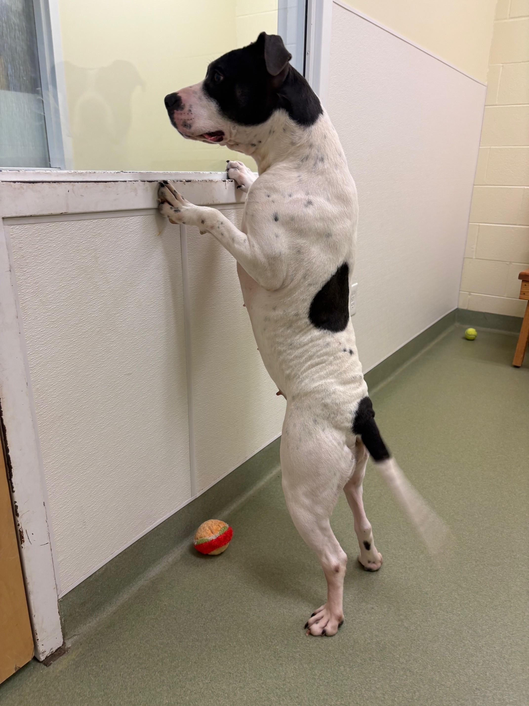 Enlarge Kita, a ADOPTABLE Mixed Breed in Ionia, MI image 6/6