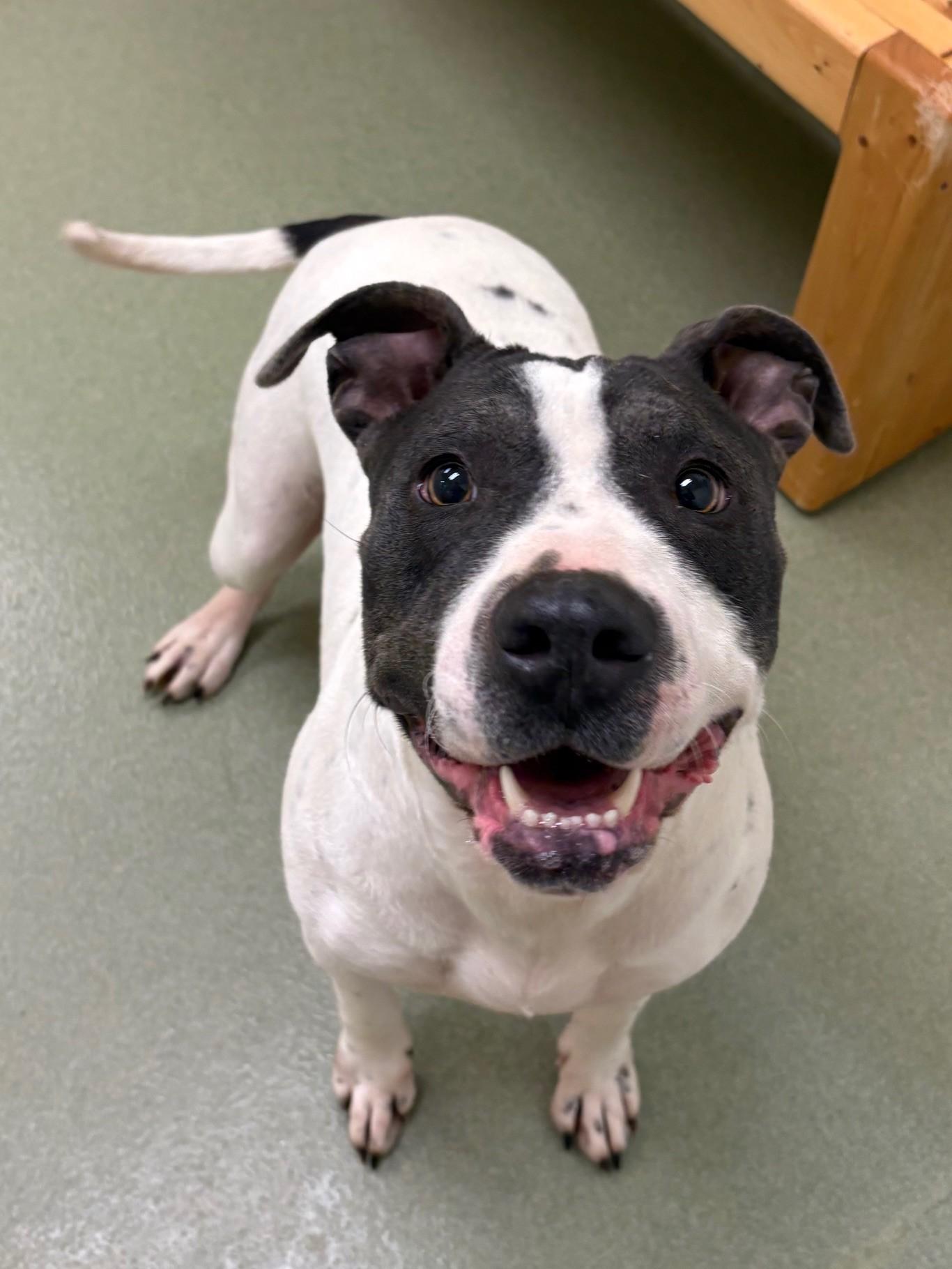 Enlarge Kita, a ADOPTABLE Mixed Breed in Ionia, MI image 1/6