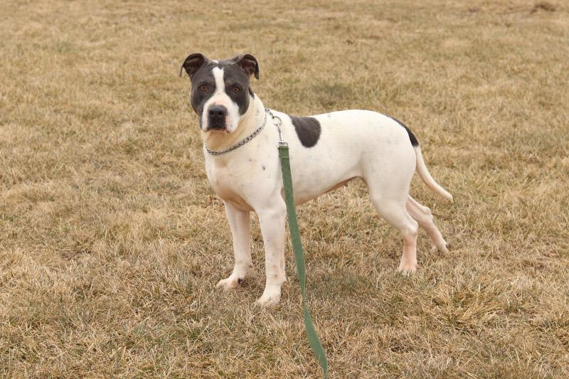 Enlarge Kita, a ADOPTABLE Mixed Breed in Ionia, MI image 2/6