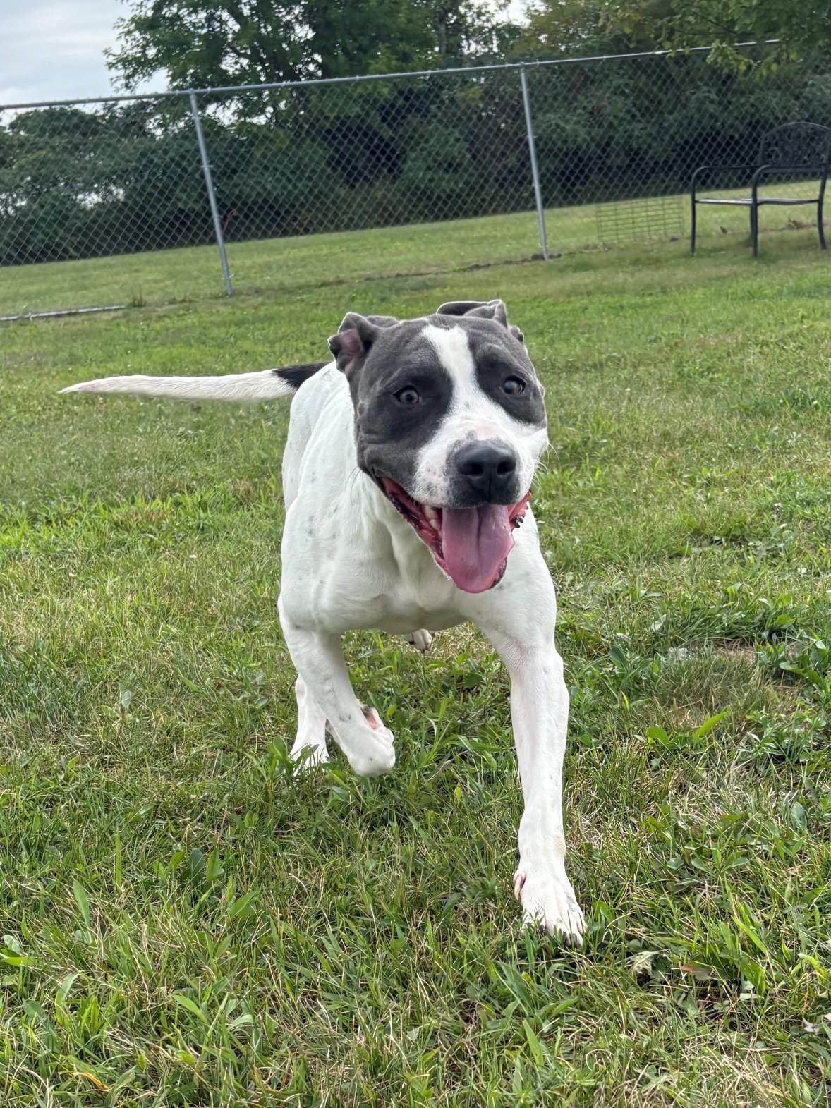 Kita, a ADOPTABLE Mixed Breed in Ionia, MI image 2/6